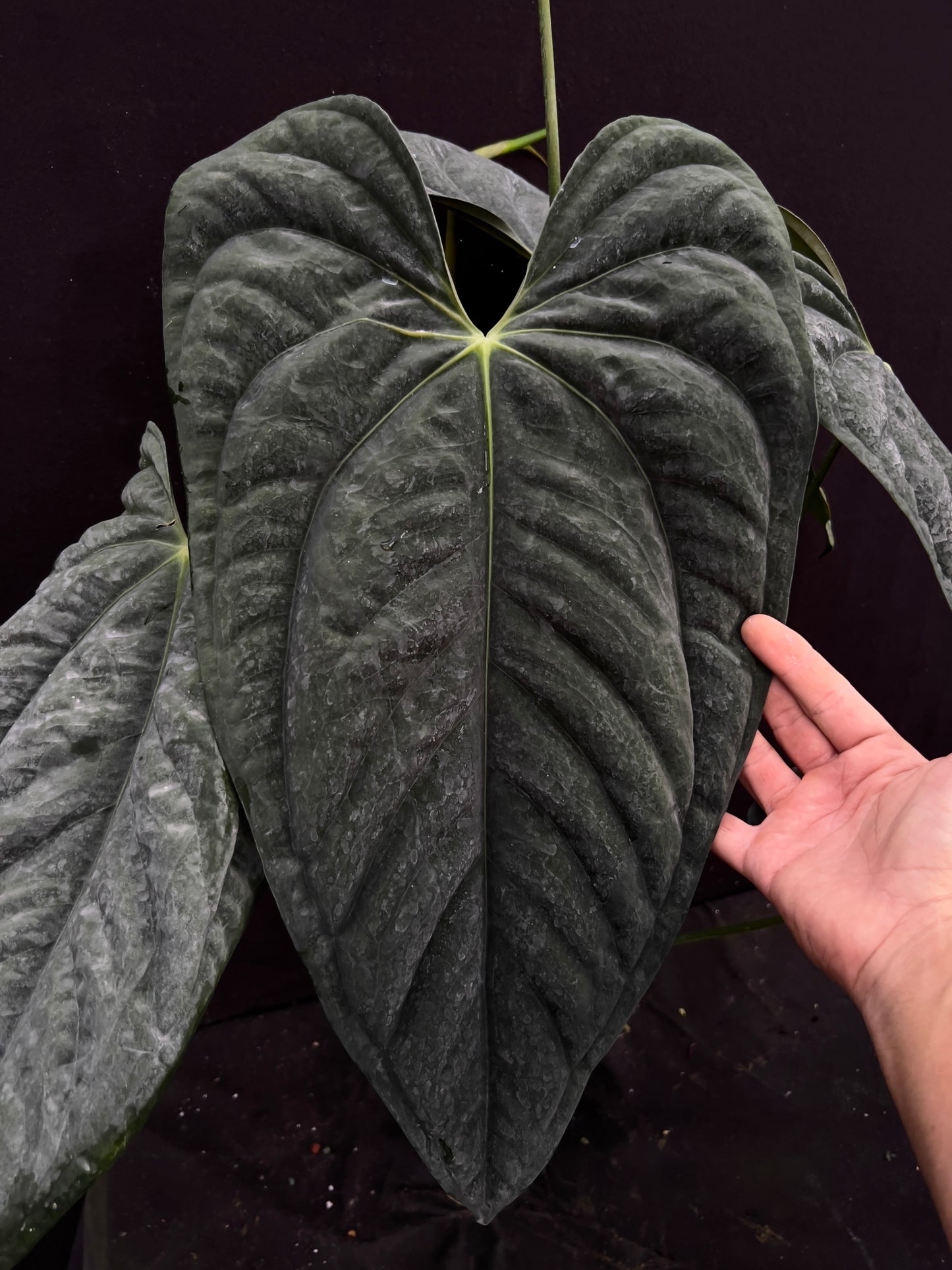 Anthurium papillilaminum "6" x "Swamp Bunny"