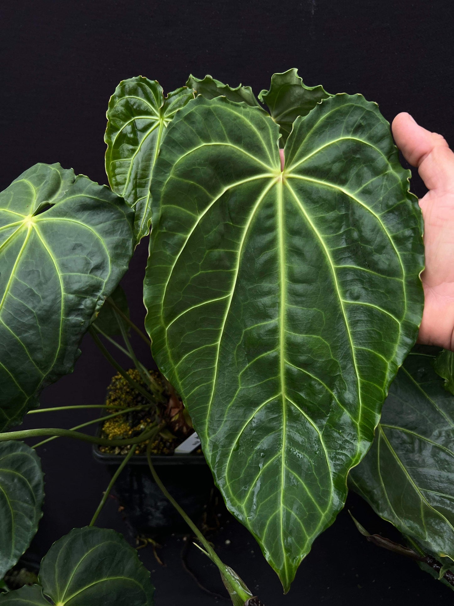 Anthurium besseae
