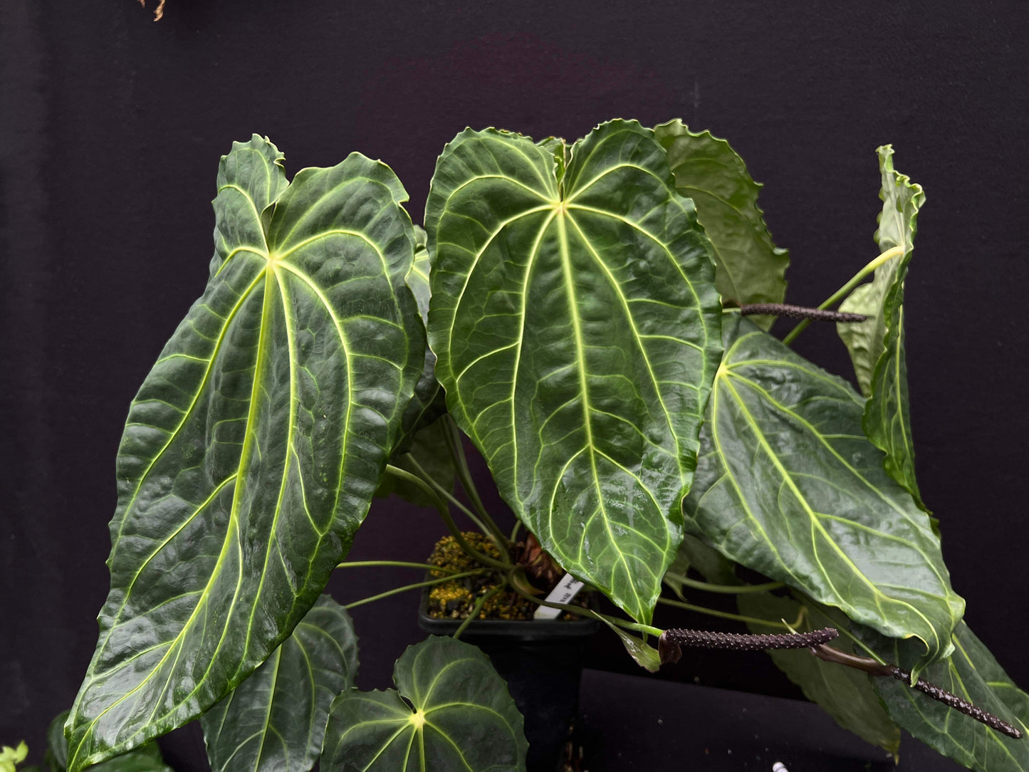 Anthurium besseae