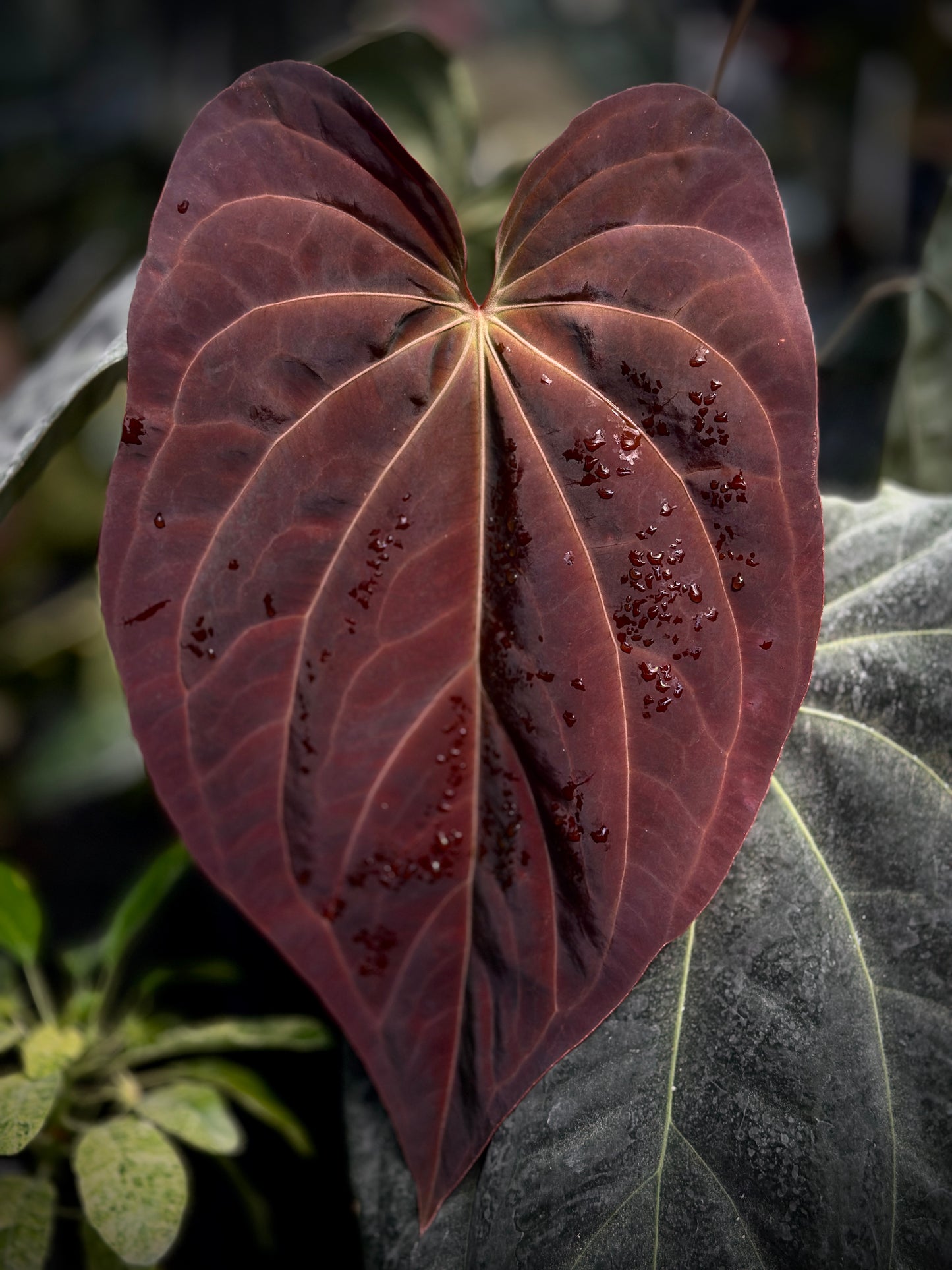 Anthurium ((Stripey Mag x carla) x Stripey X1) #14 x (BVEP x Stripey Mag)