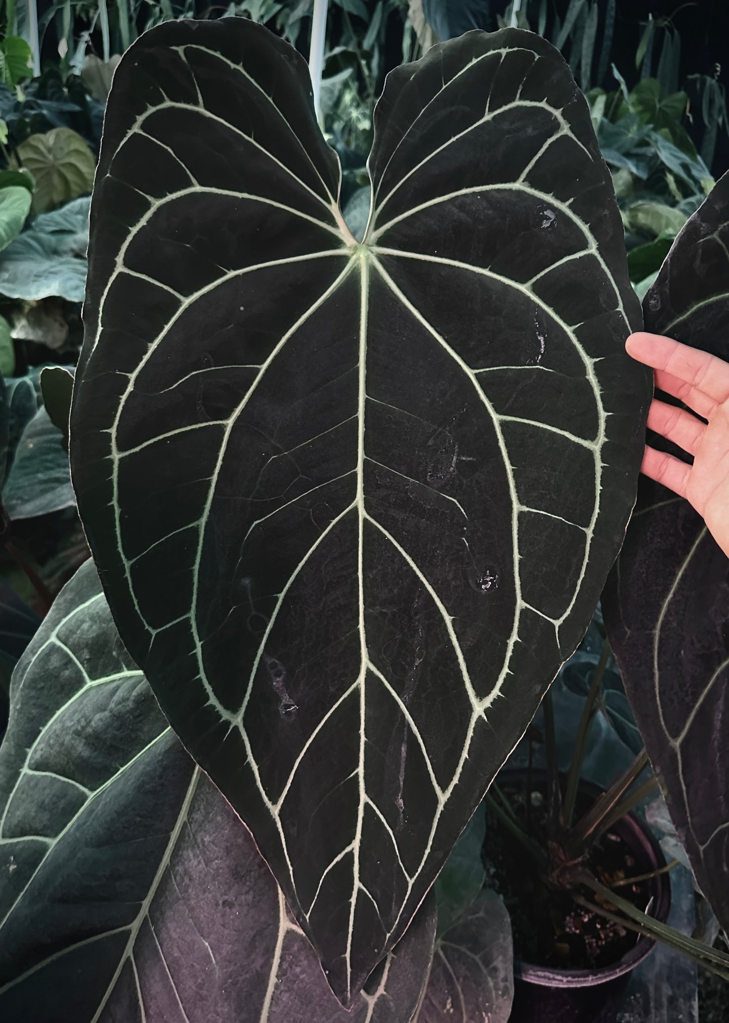 Anthurium Ace (dark) x (Stripey Mag x carlablackiae) #2