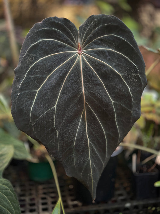 Anthurium Stripey X2 x bess aff 'Spider'