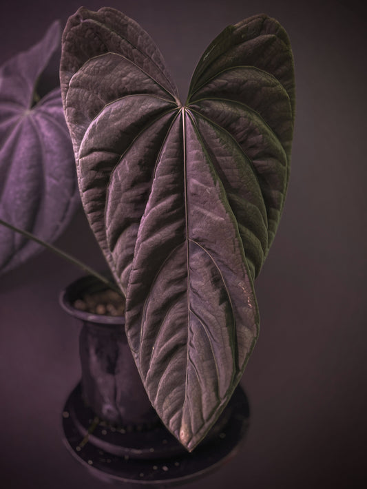 Anthurium (Stripey Mag x carla) #1 x ((Stripey Mag x carla) x debile)