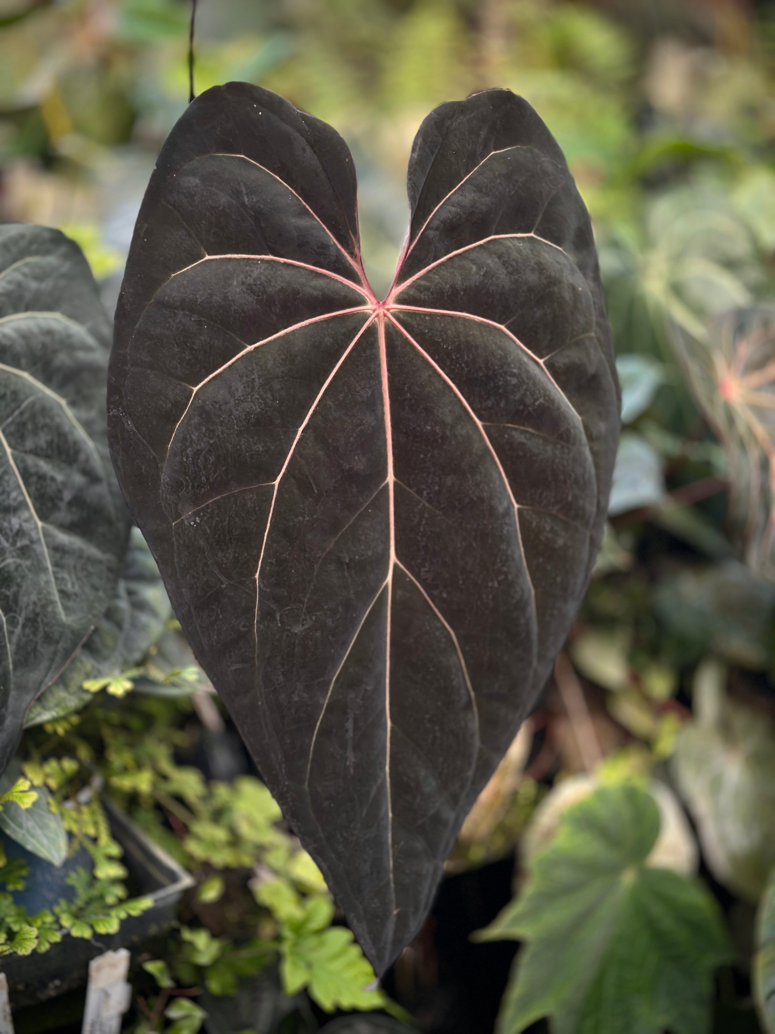 anthurium besseae aff dark form Anthurium (Ace x (Stripey Mag x carlablackiae)) x (besseae aff x Ace) – understoryoasis