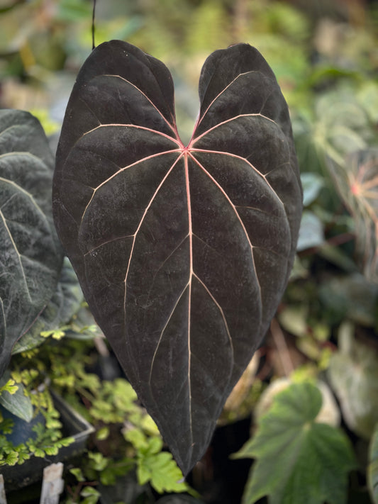 Anthurium (pap. "FS x self" x debile) x (Ace x (Stripey Mag x carla)) #9