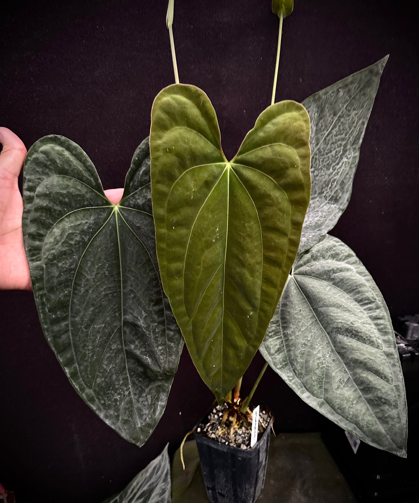 Anthurium papililaminum "RA6" x "Dadbod"