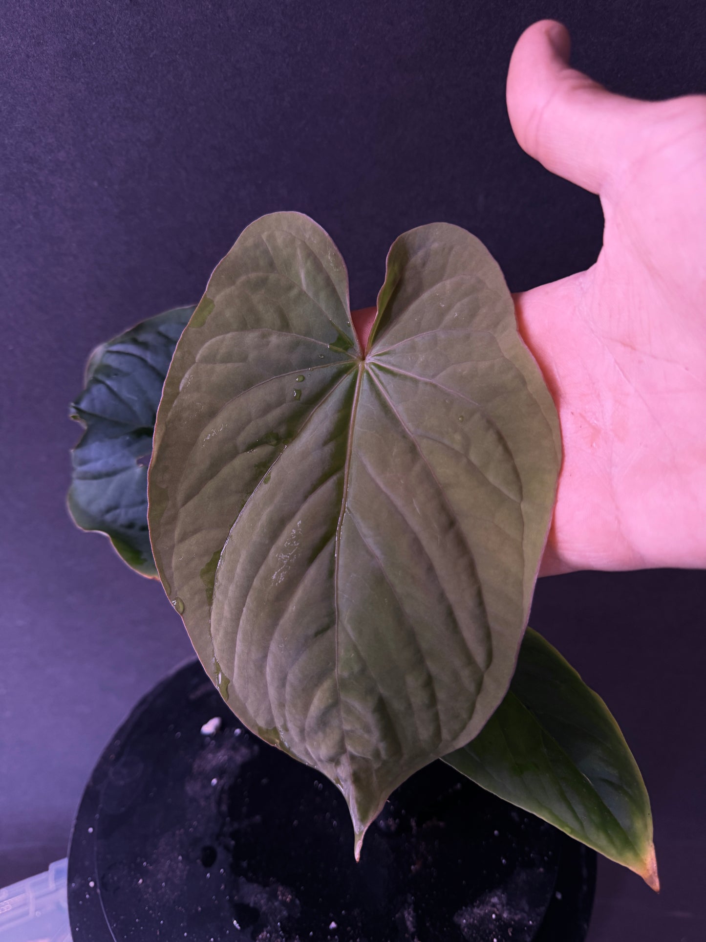 Anthurium kunayalense PM7