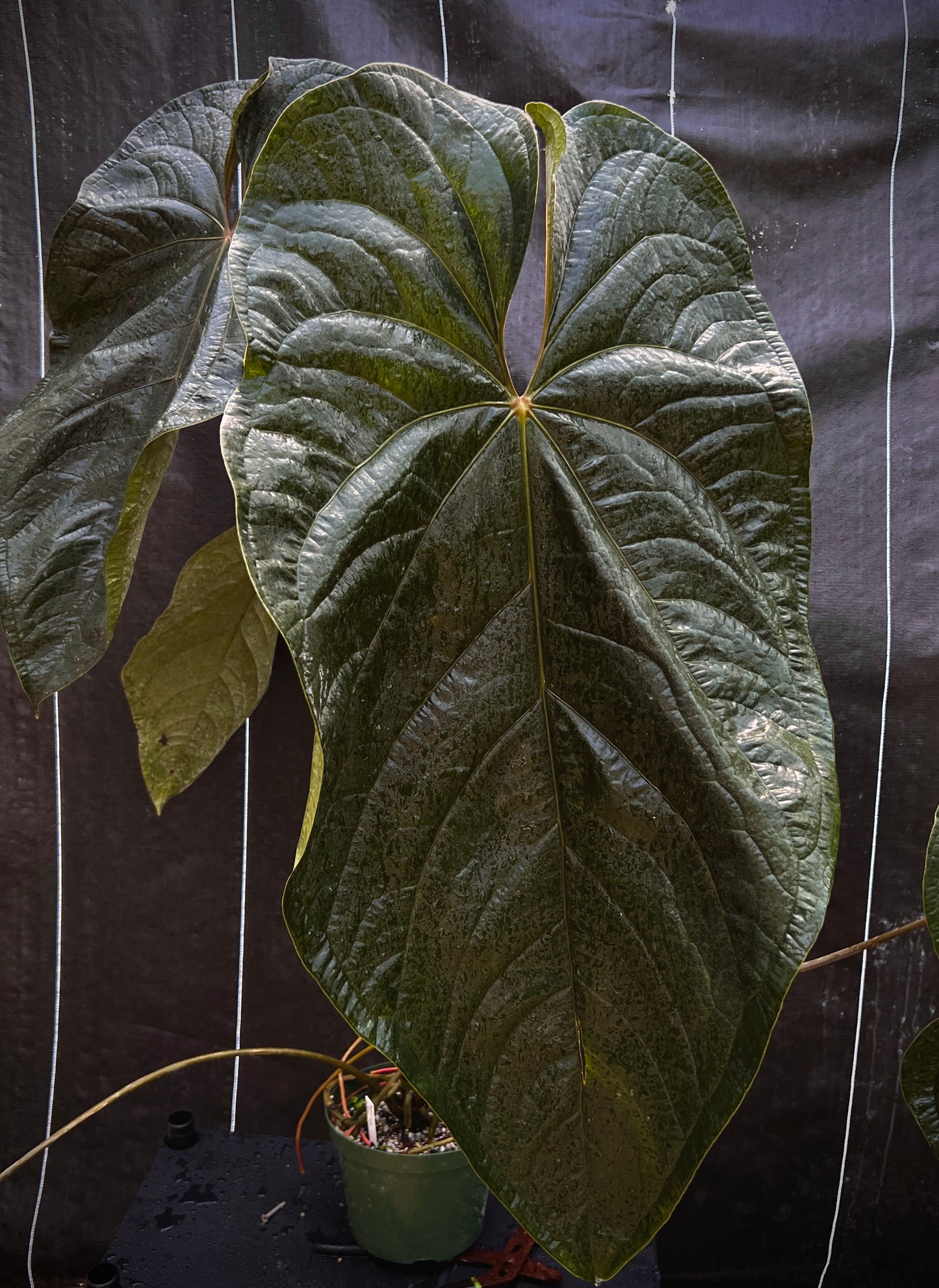 Anthurium Swam-P-Nuts