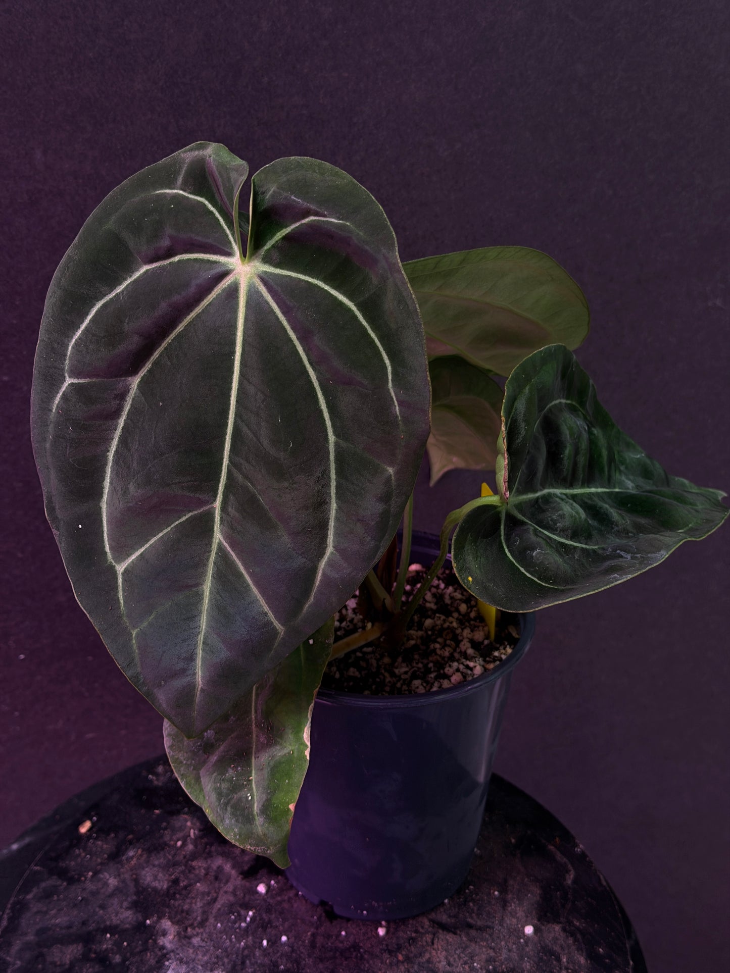 Anthurium carlablackiae 'PM5' x (Stripey X1 x bess aff)"Swamp Spider"