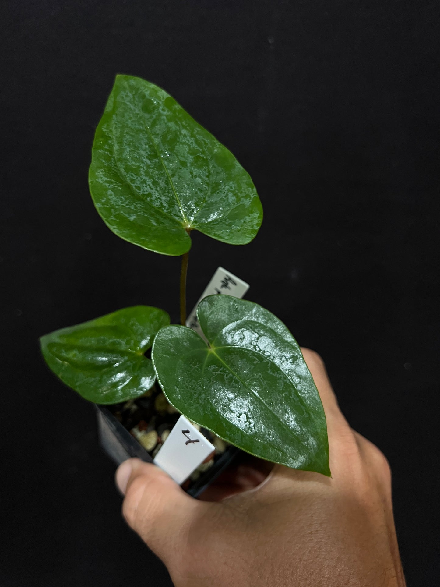Anthurium papillilaminum "6" x "Swamp Bunny"