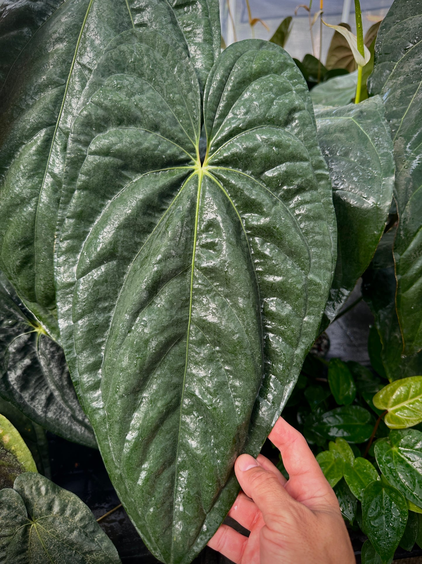 Anthurium papillilaminum 'RA5' x 'Swamp Bunny' "Primo"