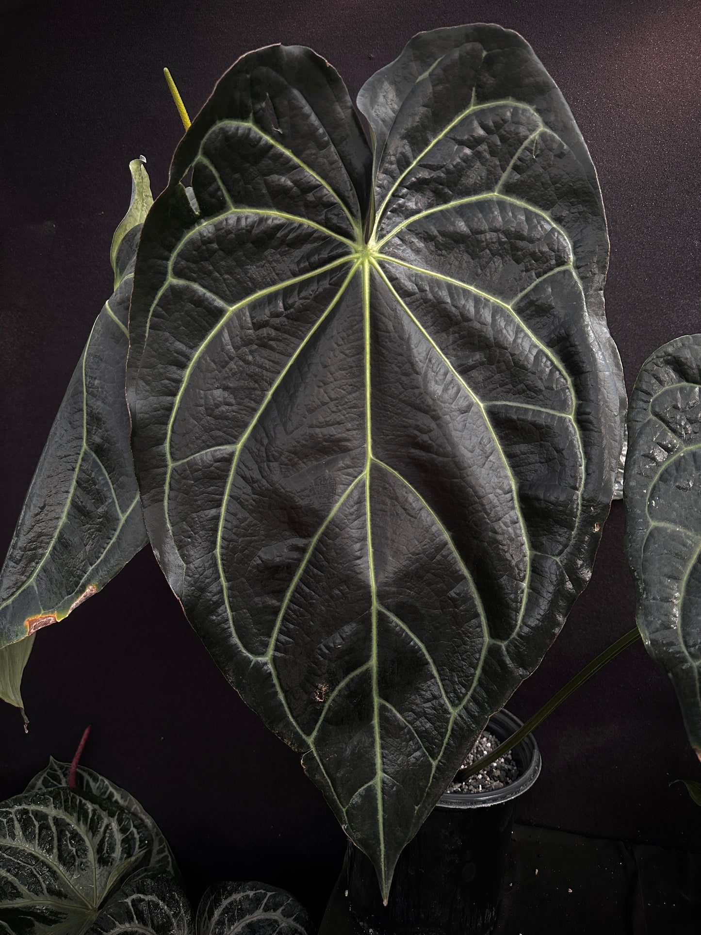 Anthurium (Stripey Mag x carla) Clone 1
