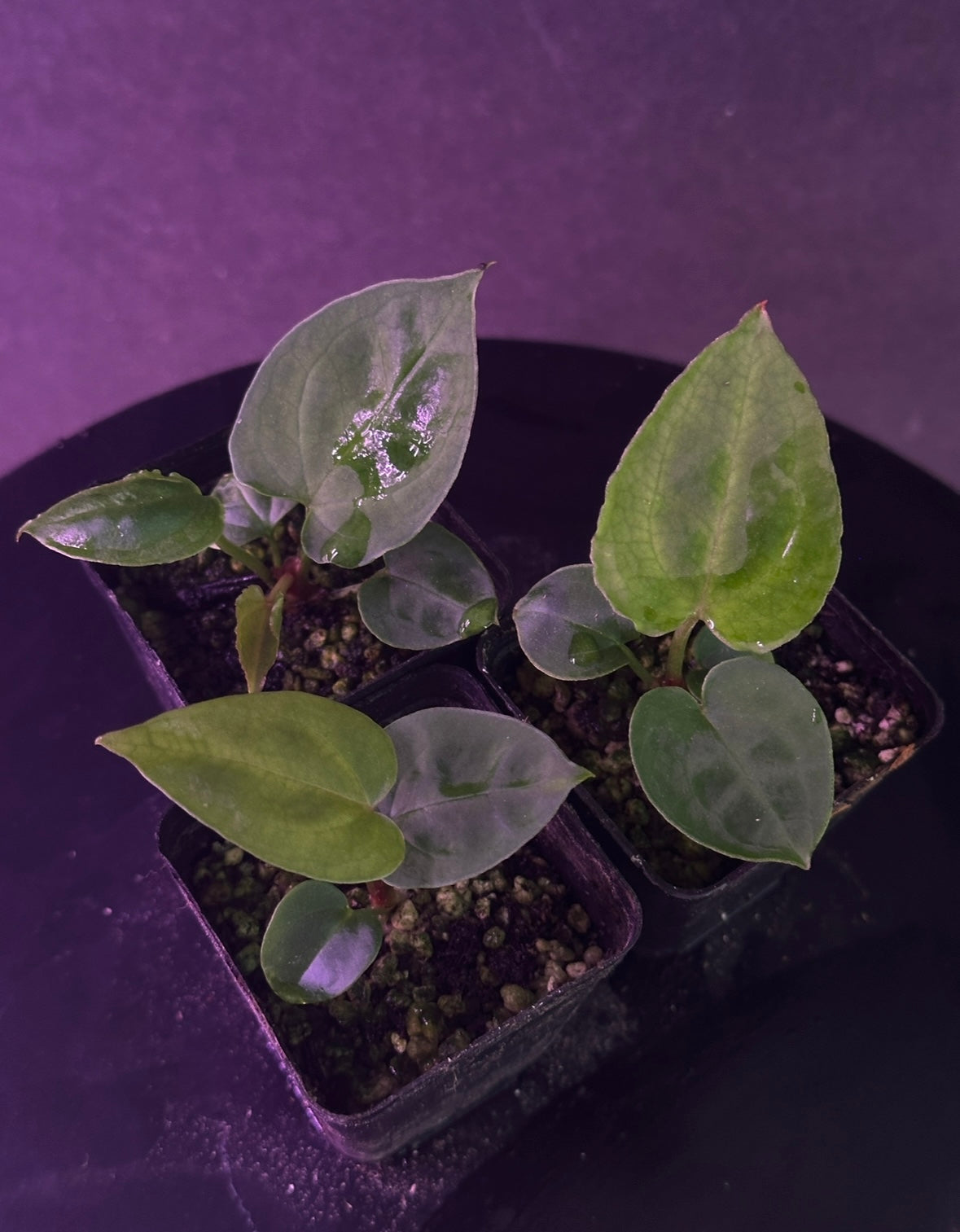 Anthurium ((Ace x kuna) x BBB) x Stripey X2