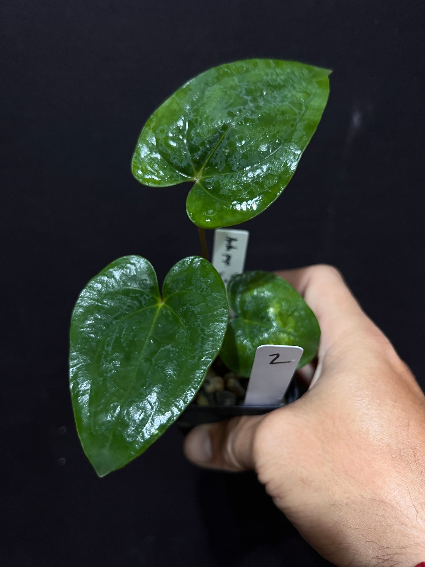 Anthurium papillilaminum "6" x "Swamp Bunny"