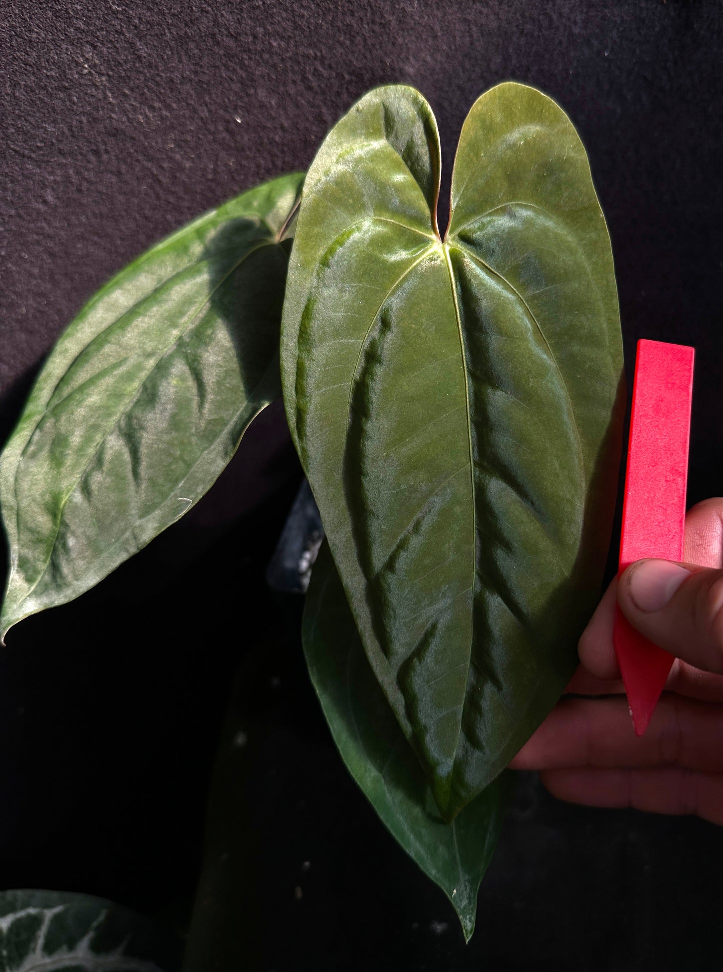 Anthurium papillilaminum "5" x "6"