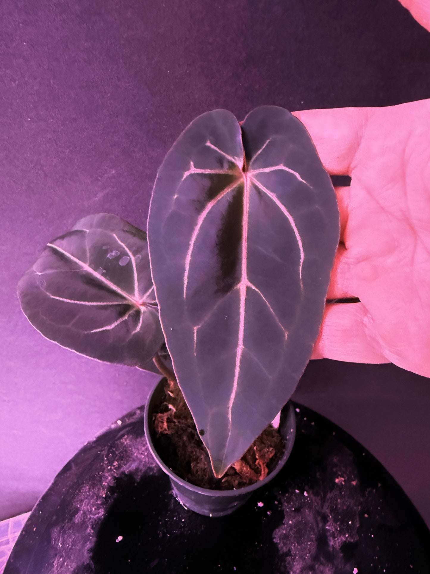 Anthurium (Big Black Block) x (carla x pap)