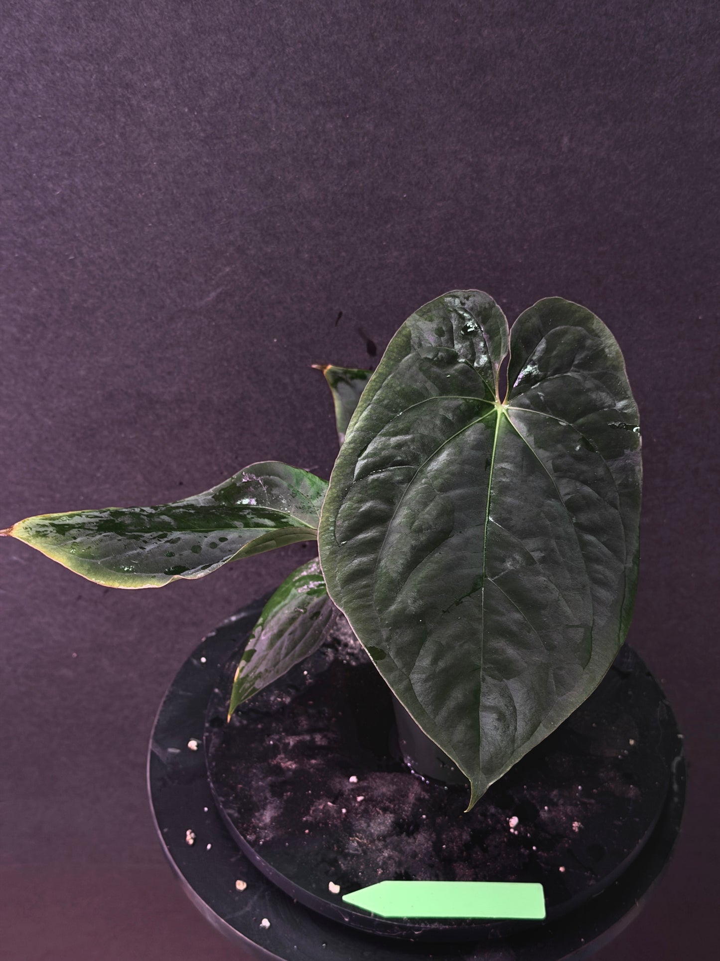 Anthurium antolakii(BVEP) 'Swamp Raisin' x 'Yard'