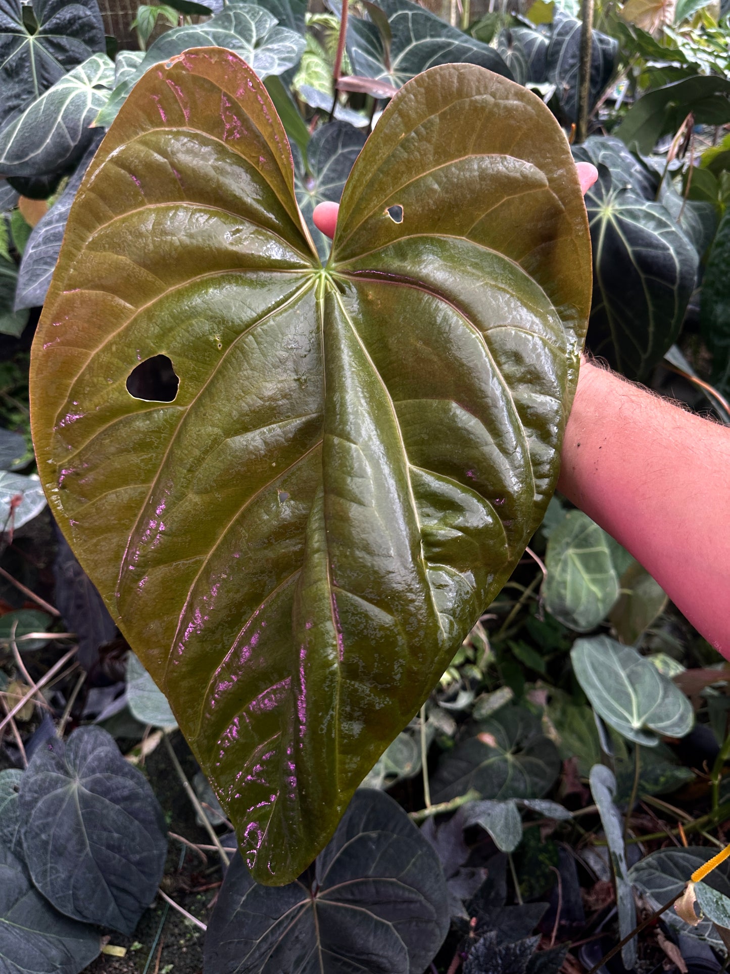 Anthurium (Stripey Mag x carla) x debile