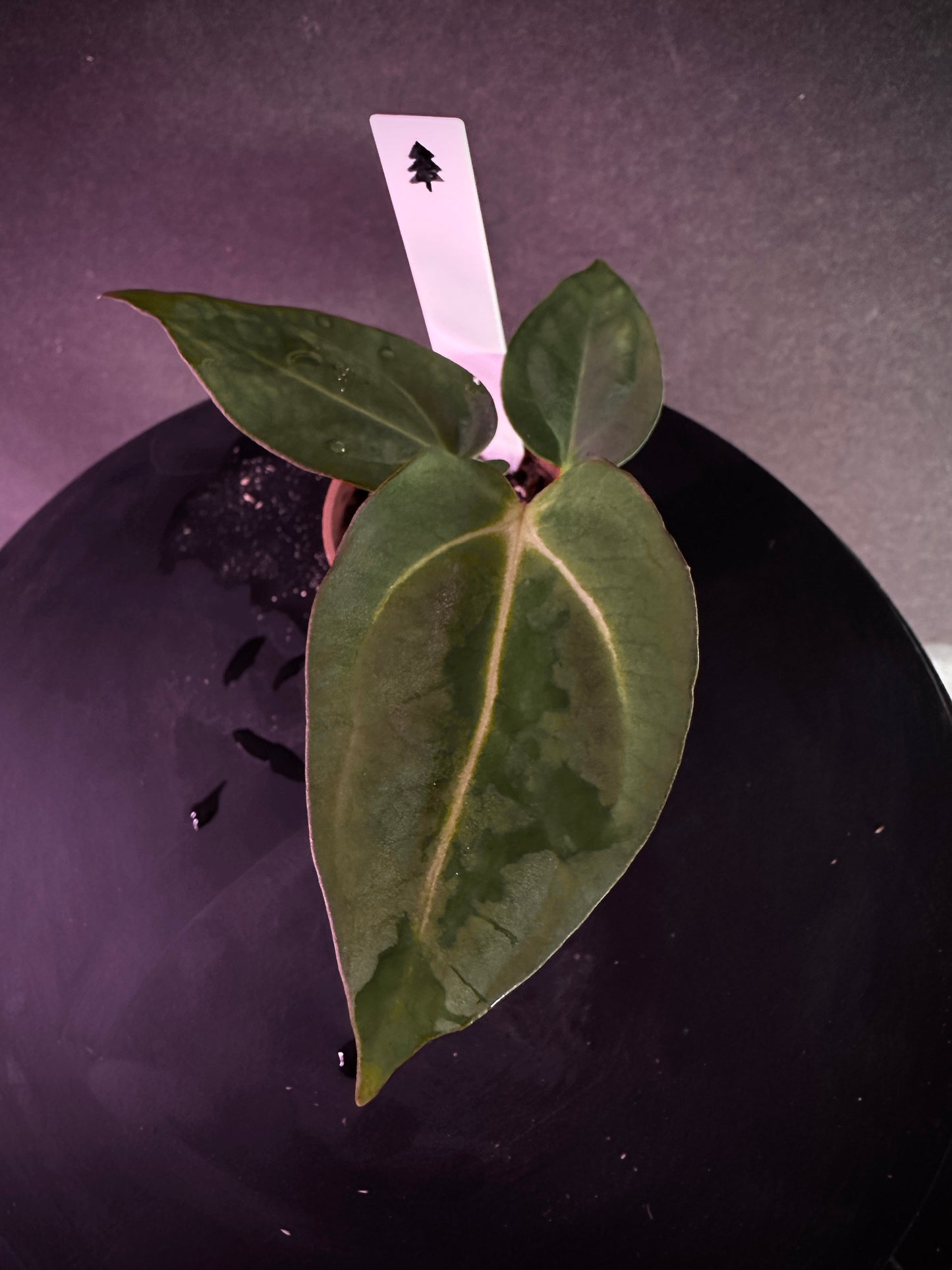 Anthurium carlablackiae 'PM2' x 'PM1'