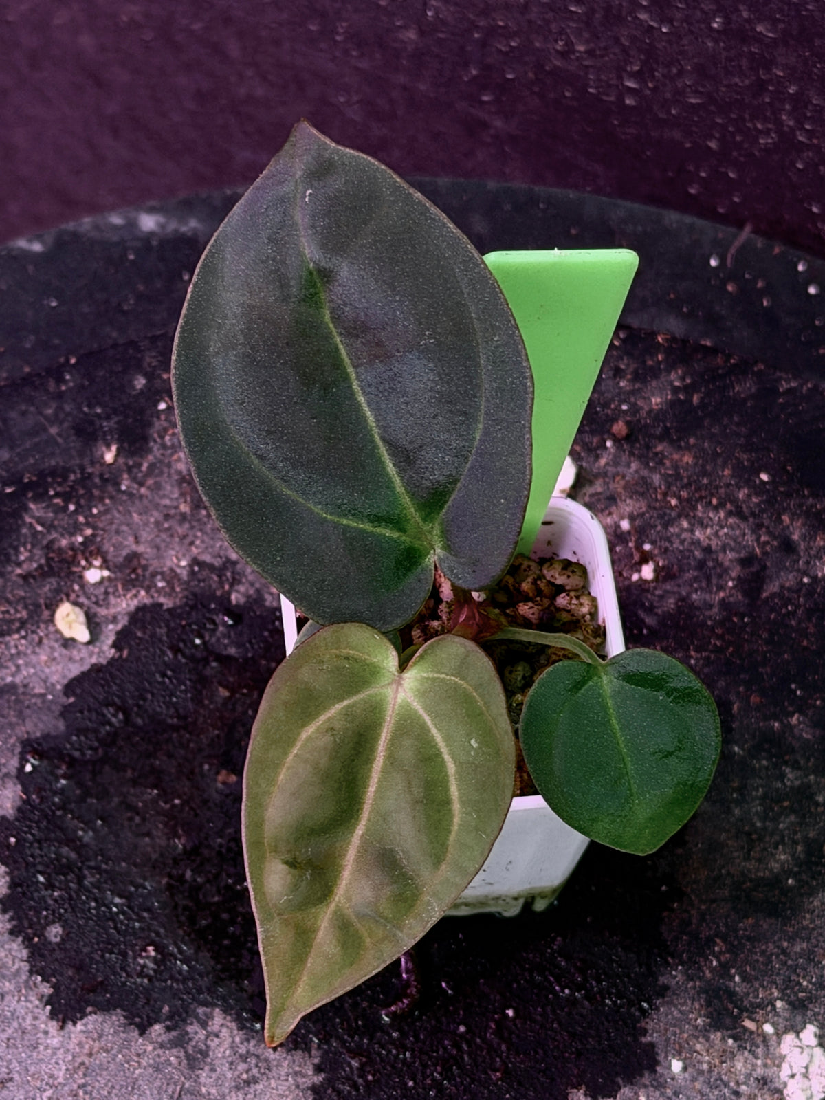Anthurium Stripey X1 x carla PM16A