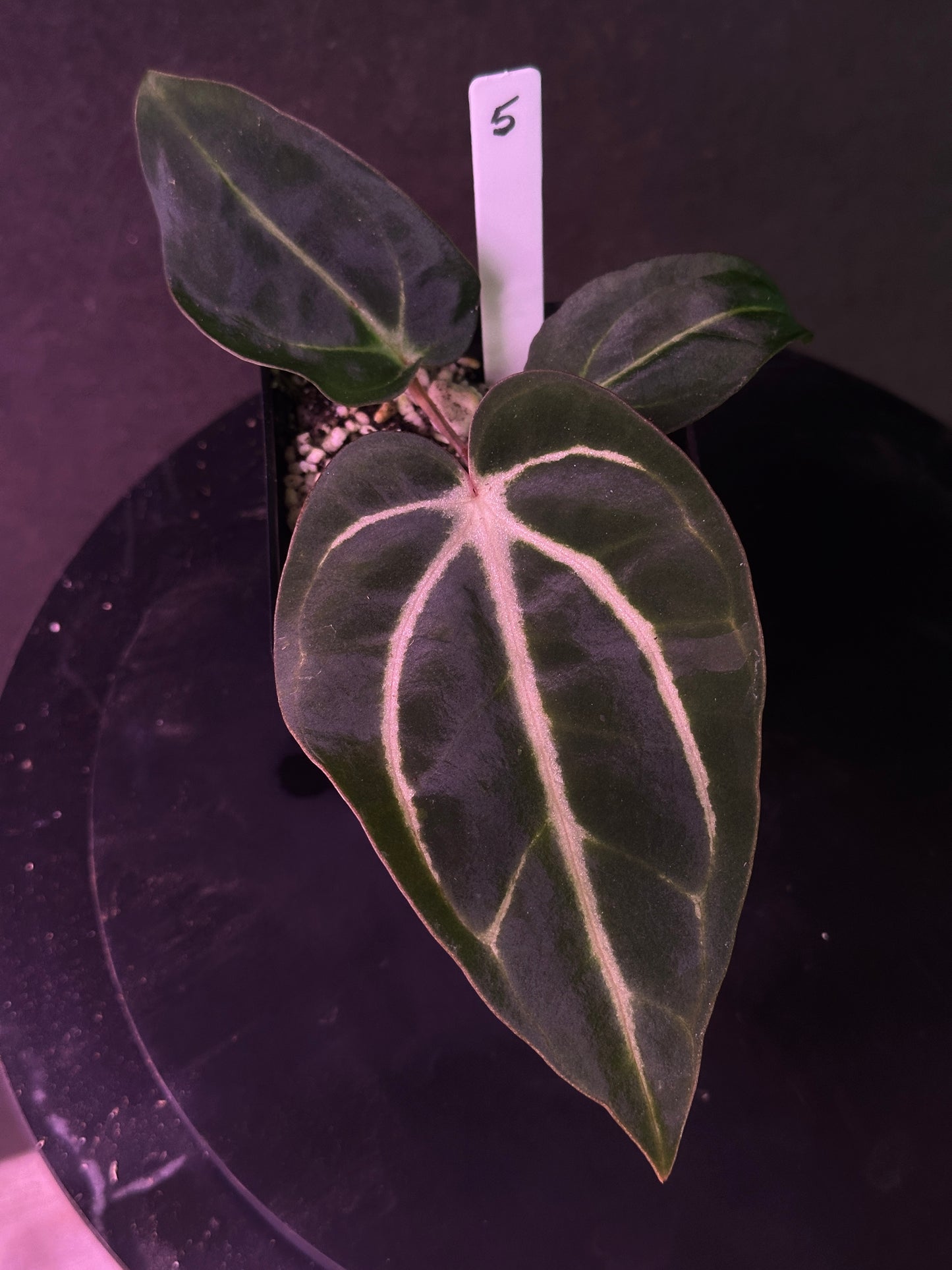 Anthurium carlablackiae 'PM2' x 'PM1'