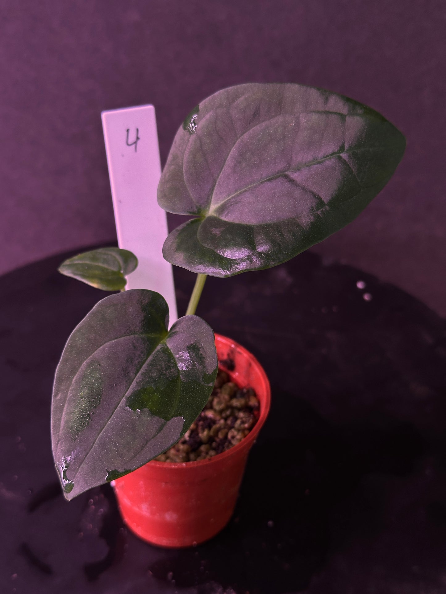 Anthurium carlablackiae 'Yard' x (besseae aff x splendidum)