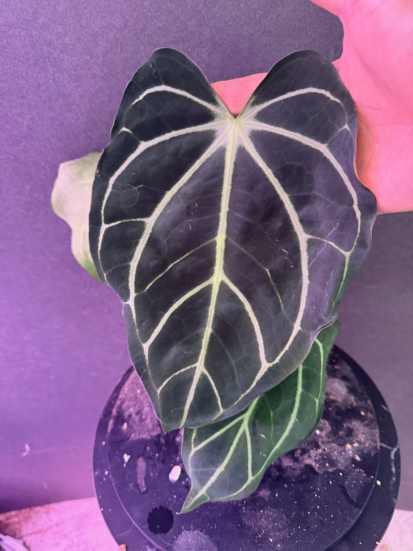Anthurium carlablackiae 'PM2' x 'PM1'