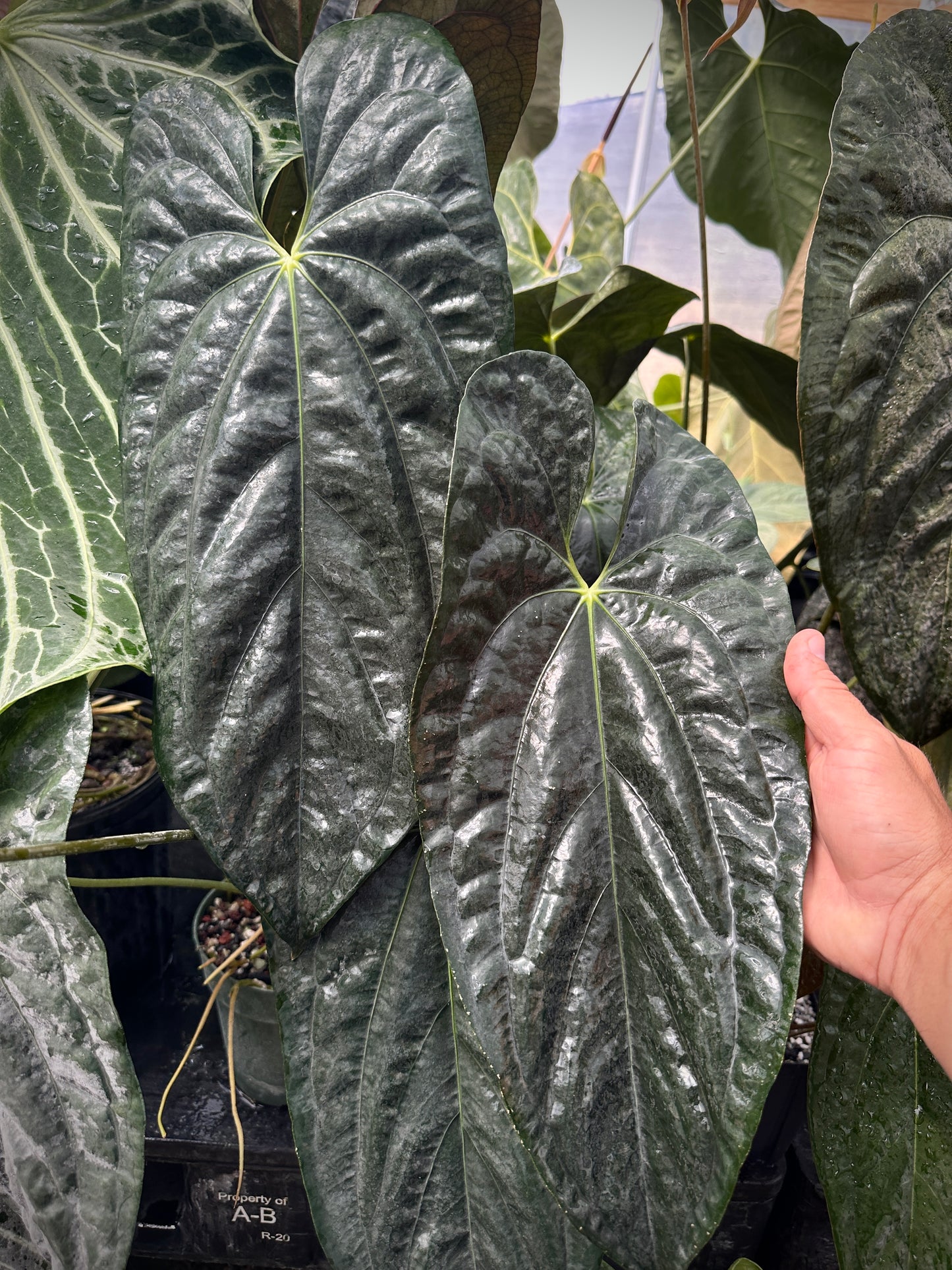 Anthurium papillilaminum 'Gatorskin' x 'Dadbod' "LB1"