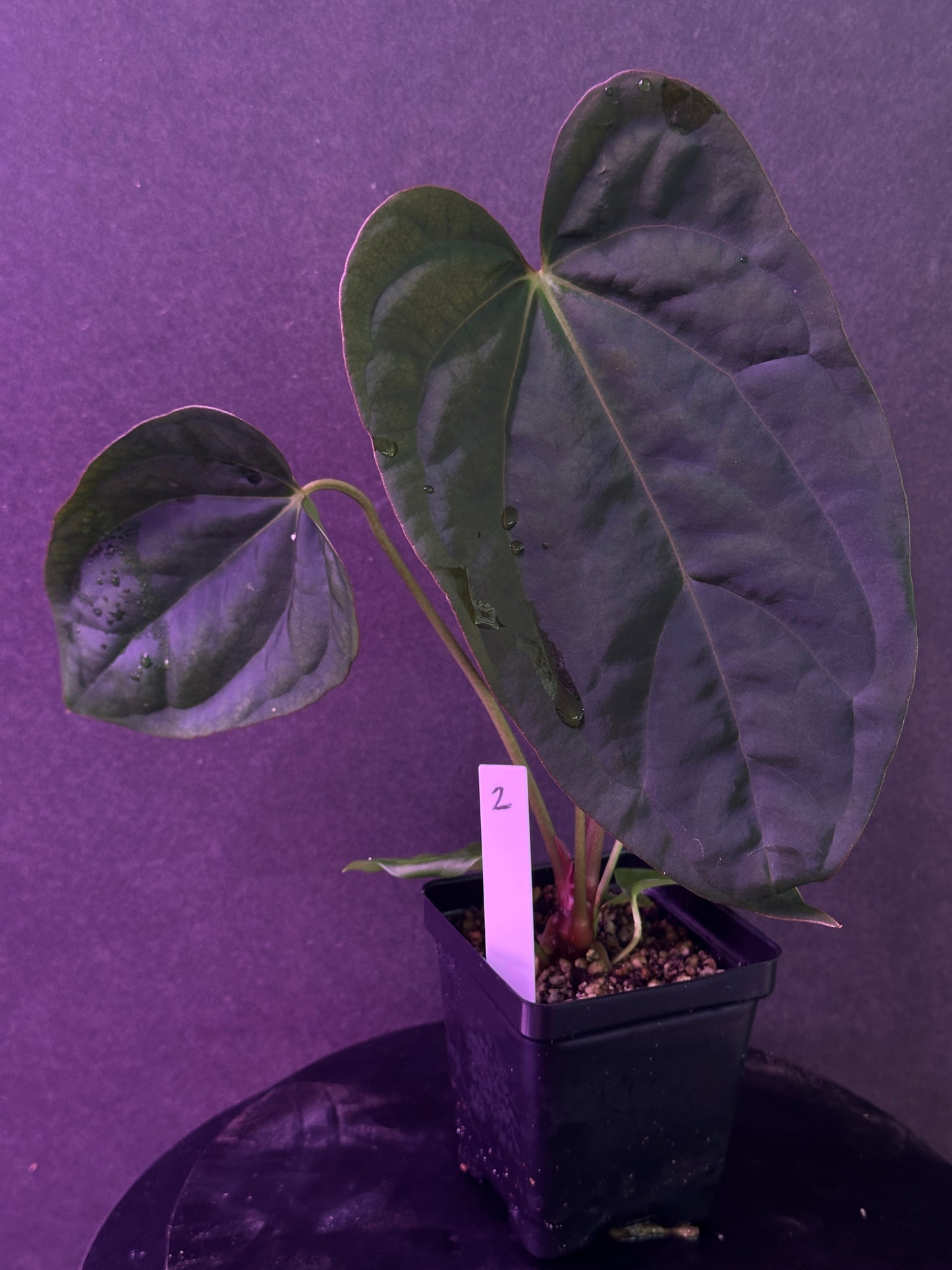 Anthurium (Stripey Mag x carla) #1 x ((Stripey Mag x carla) x debile)
