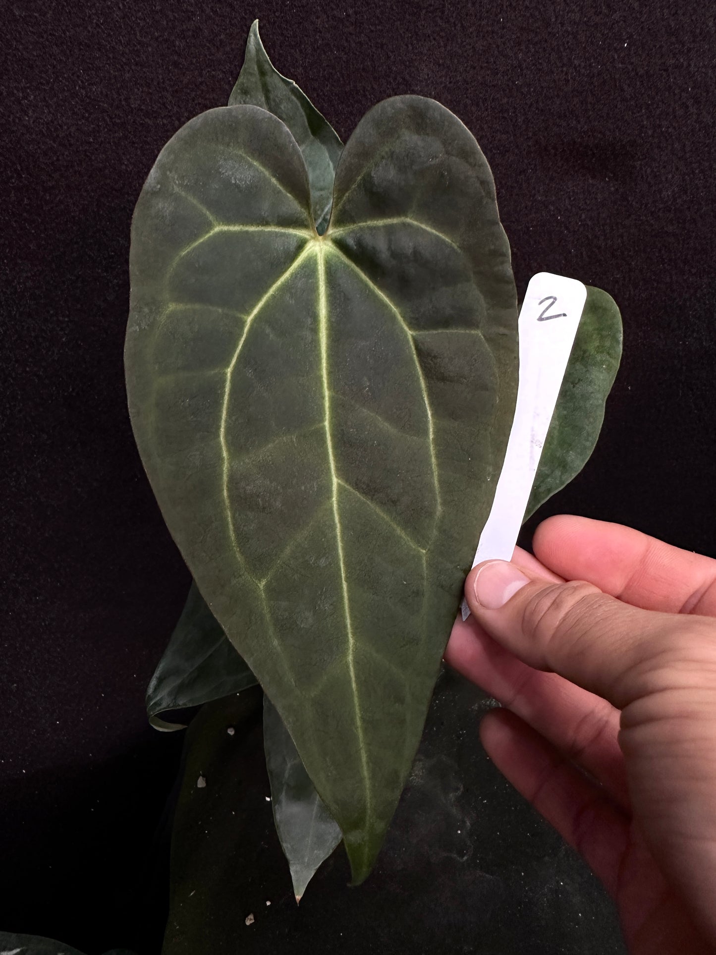 Anthurium Ace (dark) x (Stripey Mag x carlablackiae) #2