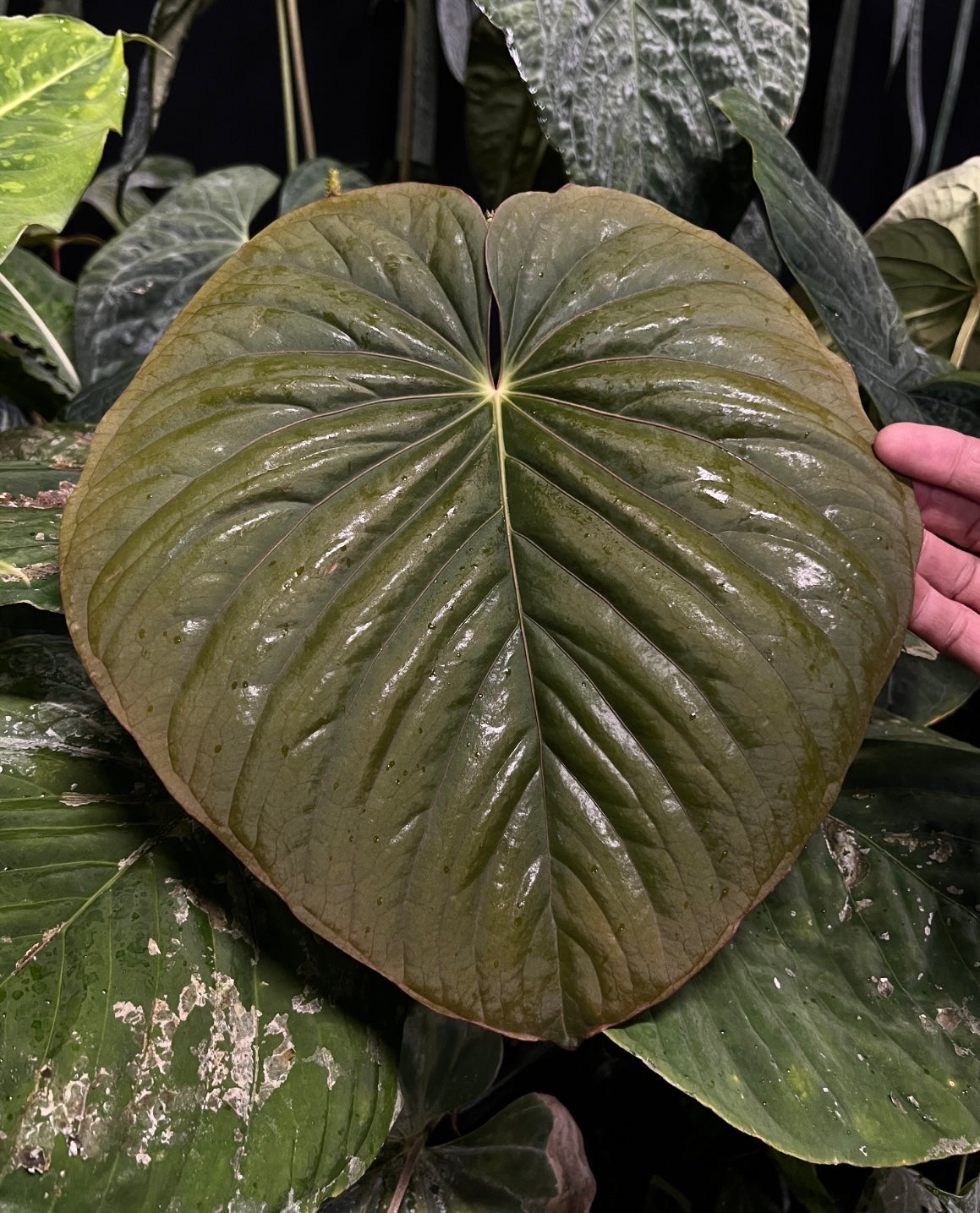 Anthurium kunayalense 'PM3' x (Stripey Mag x carla) #1