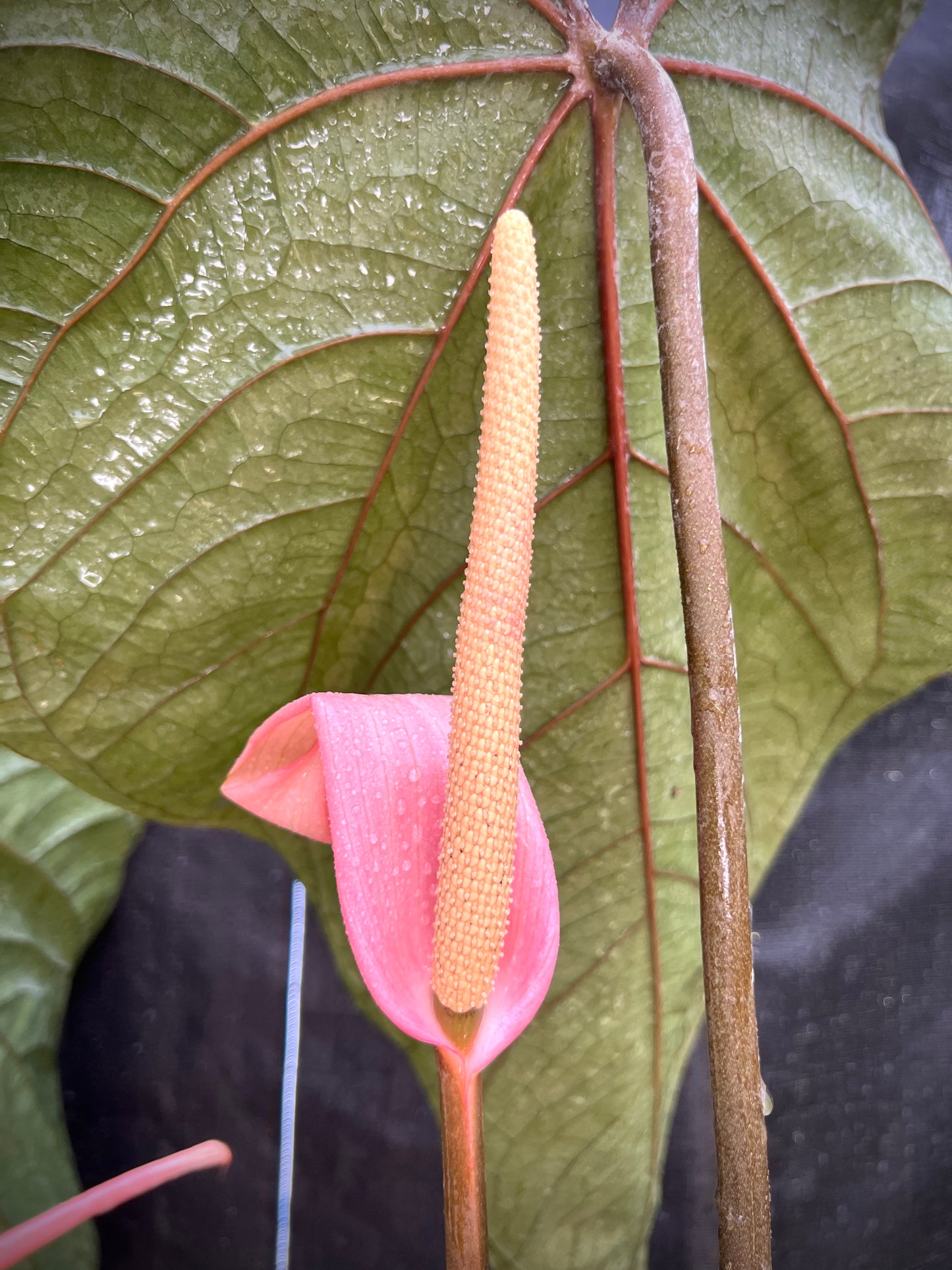 Anthurium Swam-P-Nuts