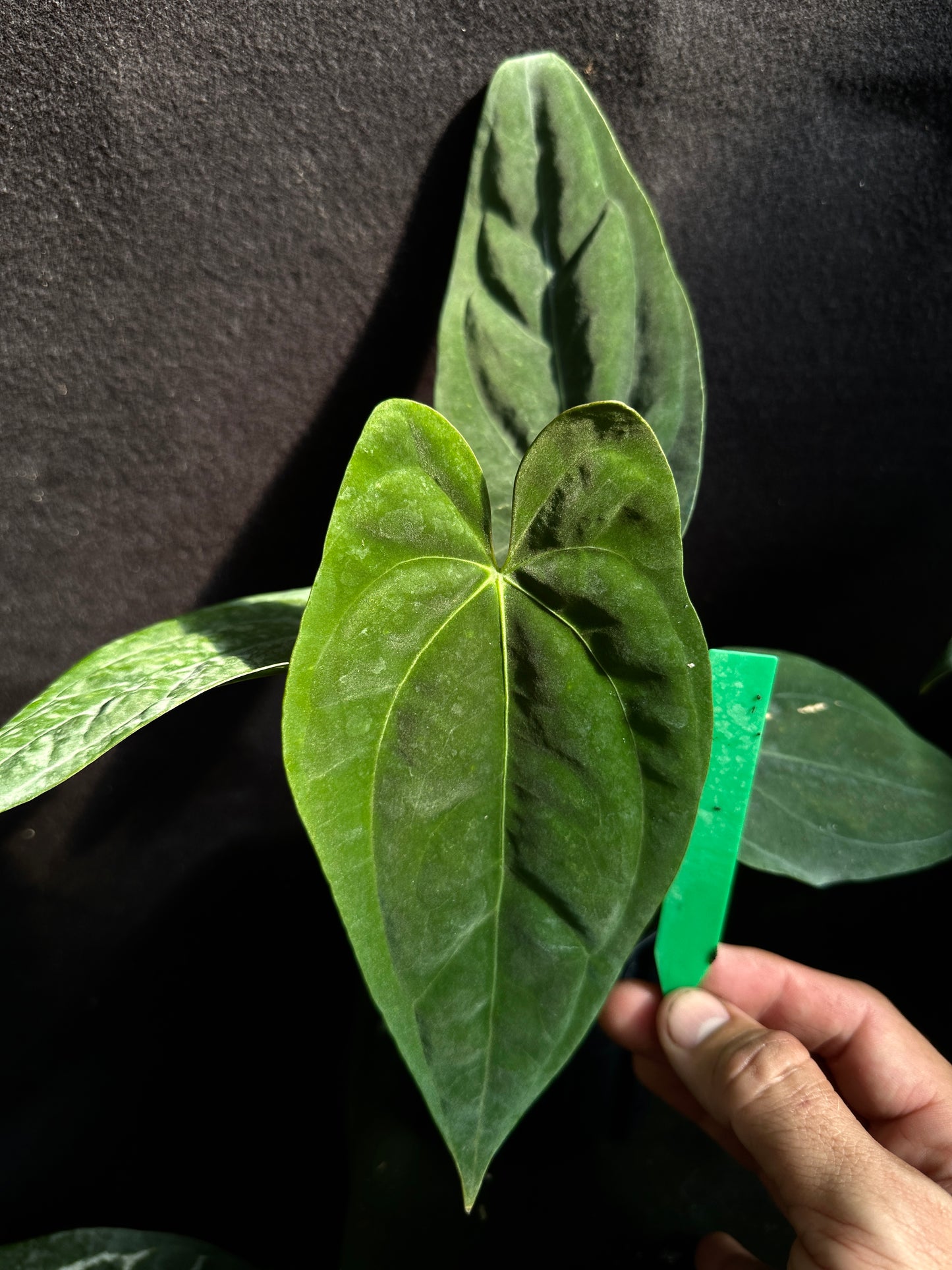 Anthurium papillilaminum "5" x "6"
