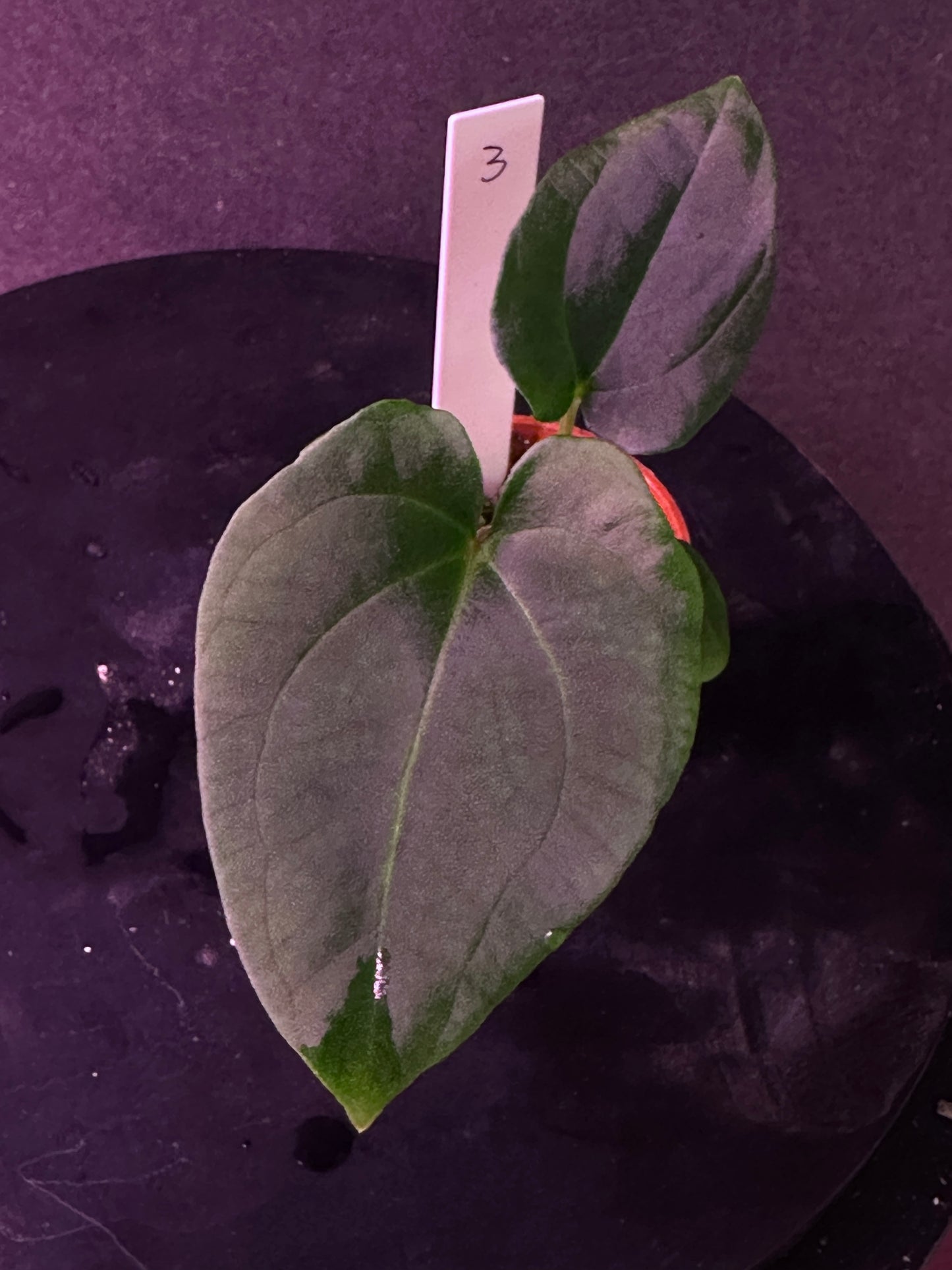 Anthurium carlablackiae 'Yard' x (besseae aff x splendidum)