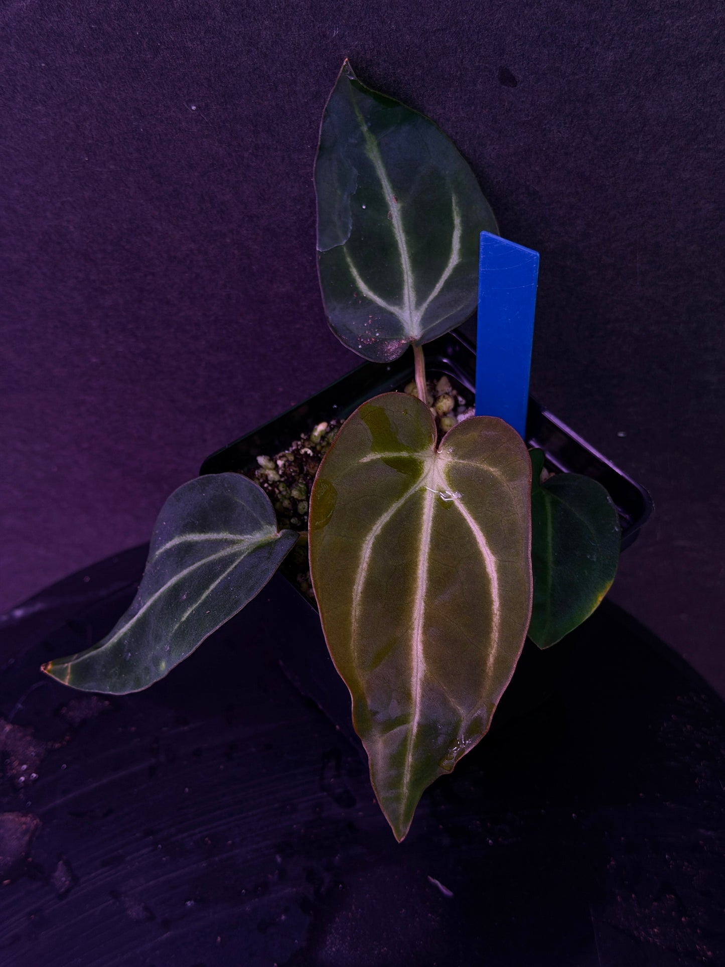 Anthurium carlablackiae 'PM1' x 'PM6' f2 Mosquito Batch