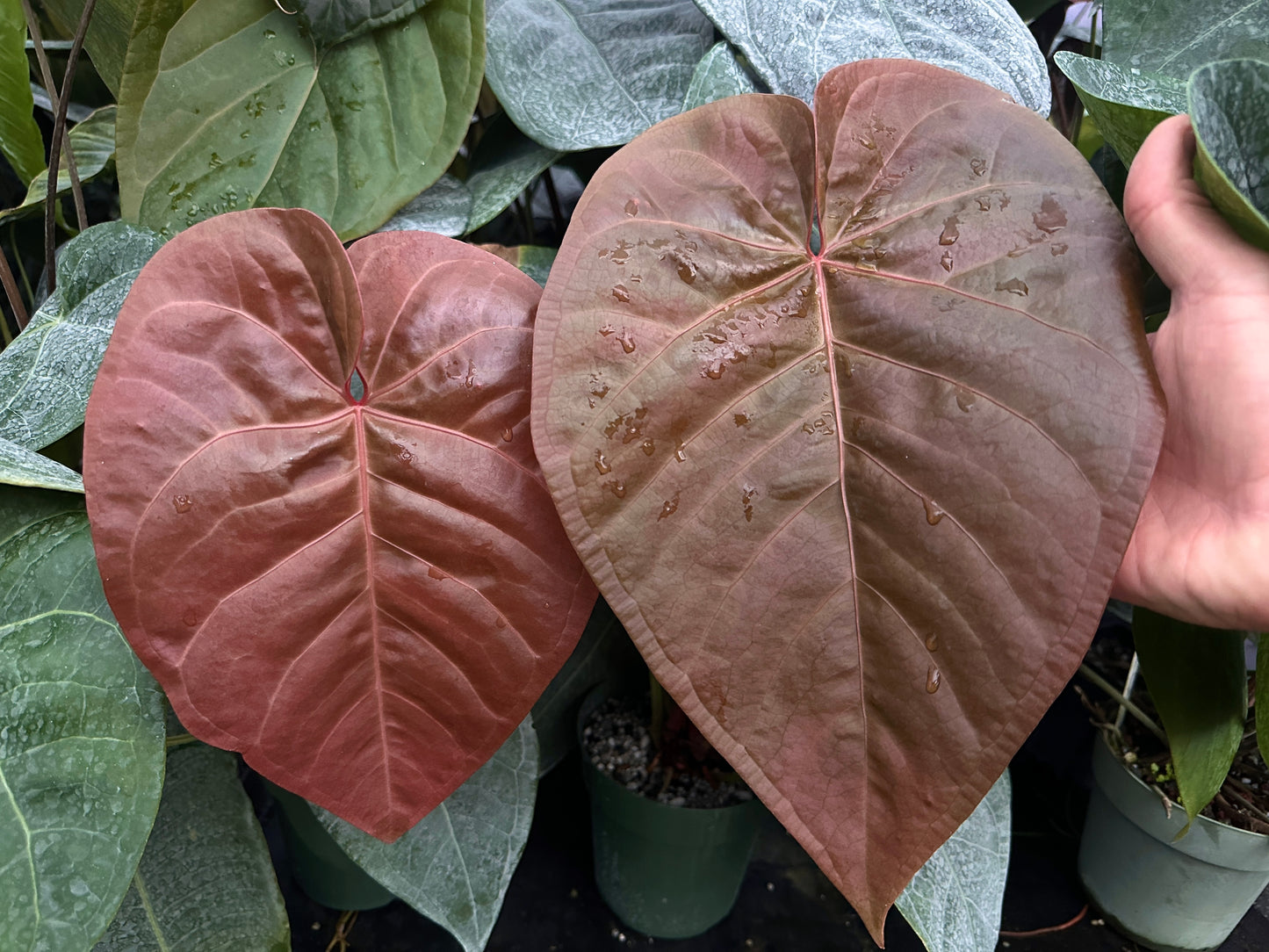 Anthurium Red Crystal x cerrocampanense