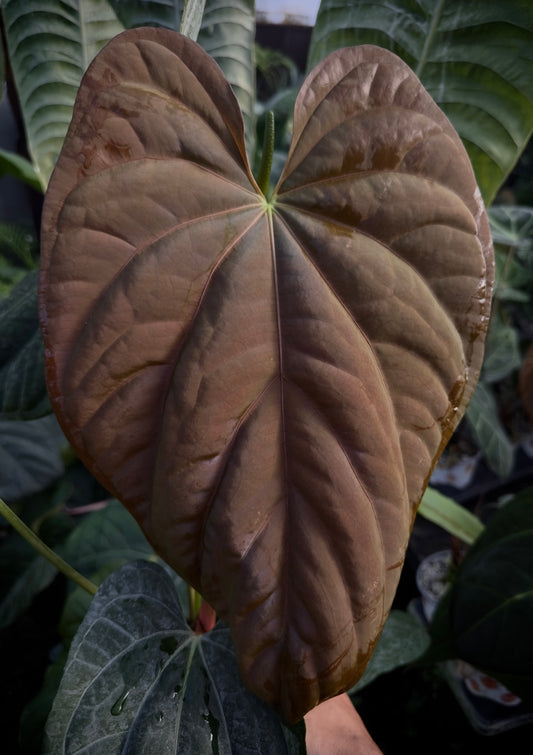 Anthurium carlablackiae "PM3" x (BVEP "Swamp Raisin" x debile)