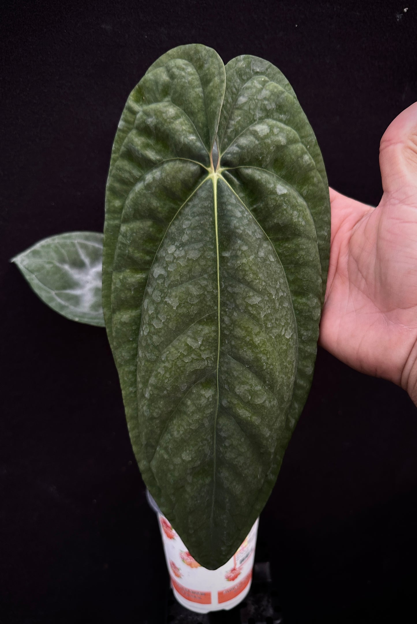 Anthurium papillilaminum 'RA5' x 'Swamp Bunny' "Primo"