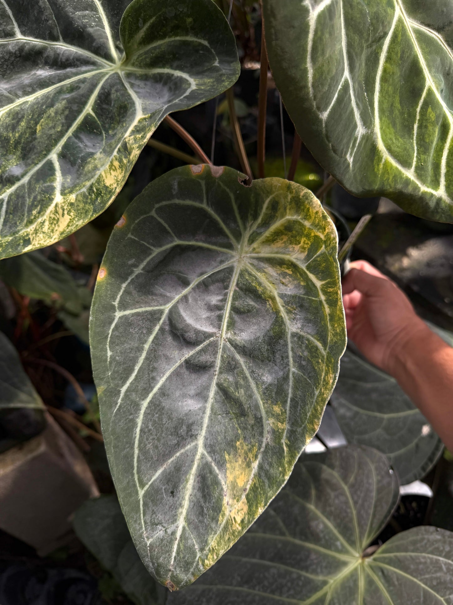 Anthurium Red Crystal 'PM1' x (SKG Silver x Stripey X1)