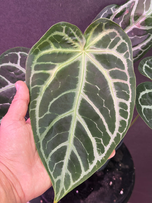 Anthurium FTG Crystal (S1) x SKG Silver