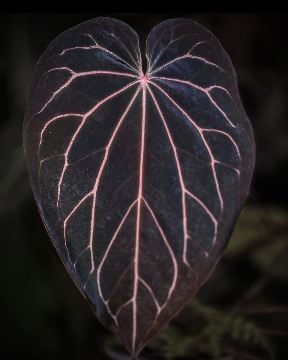 Anthurium (Black Widow x Michelle) 'PM1' x Stripey Mag