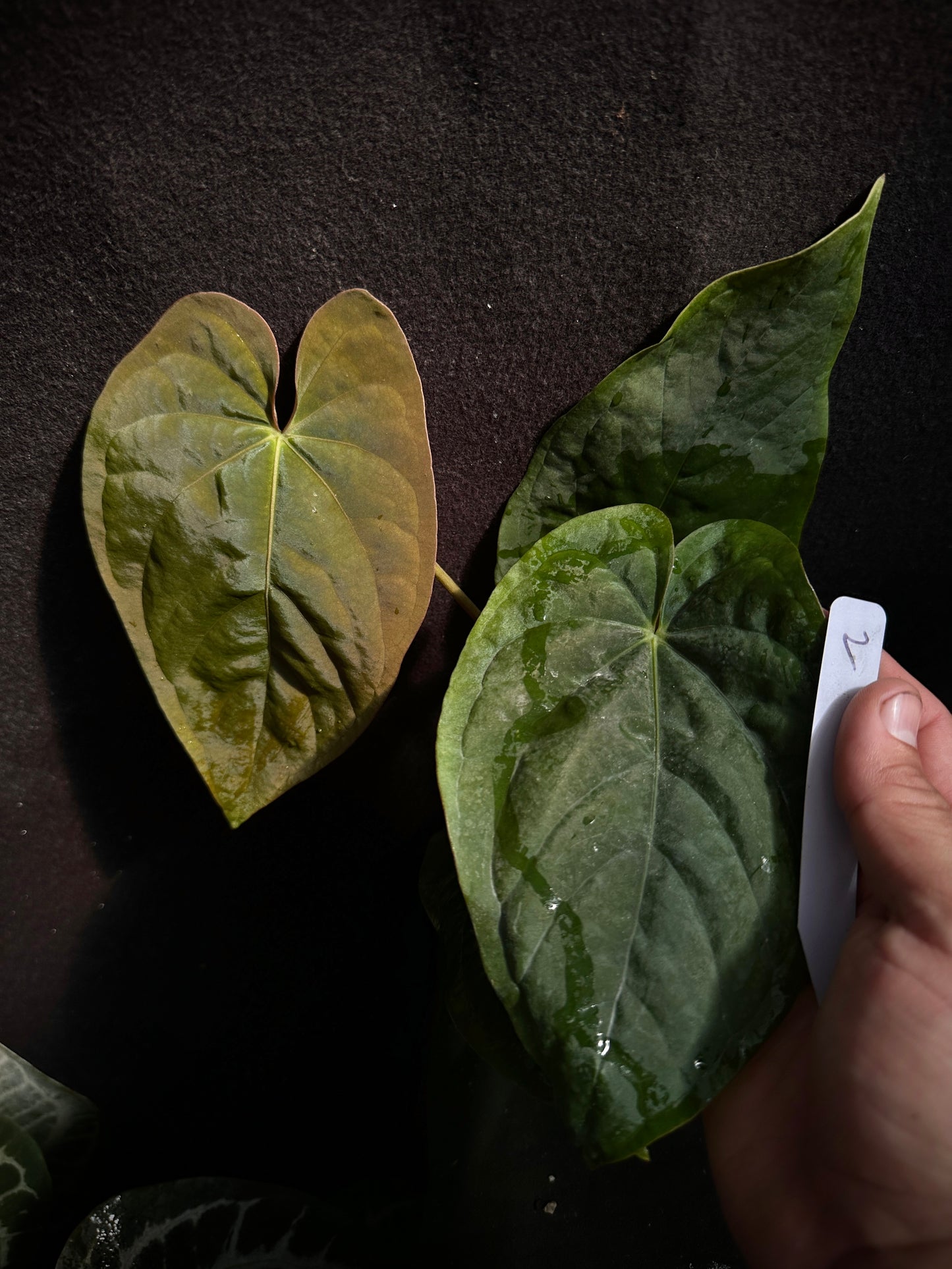 Anthurium kunayalense "Swamptrash7" x pap. "Swamp Bunny"