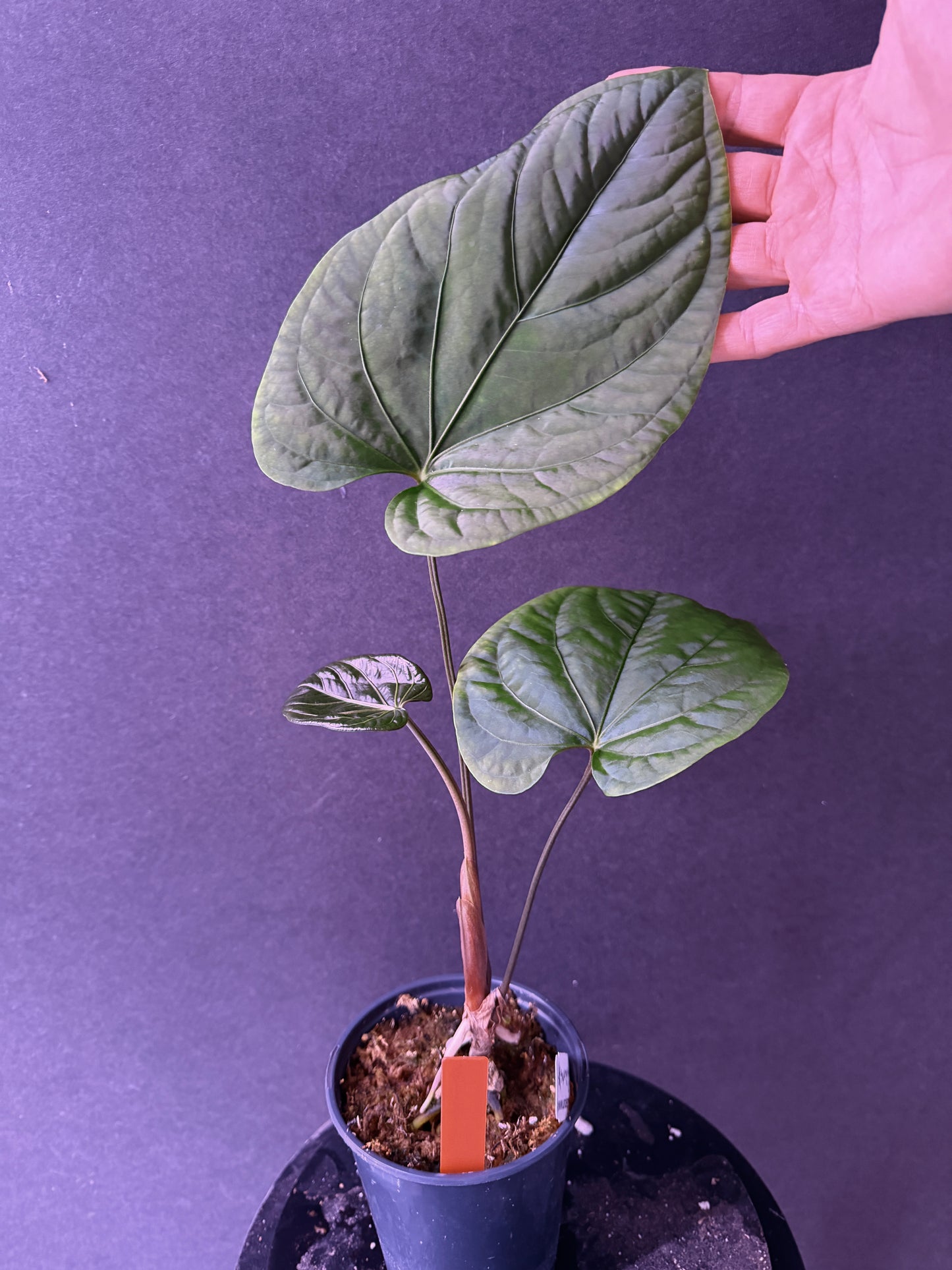 Anthurium paradoxum red tag (nova Panama)