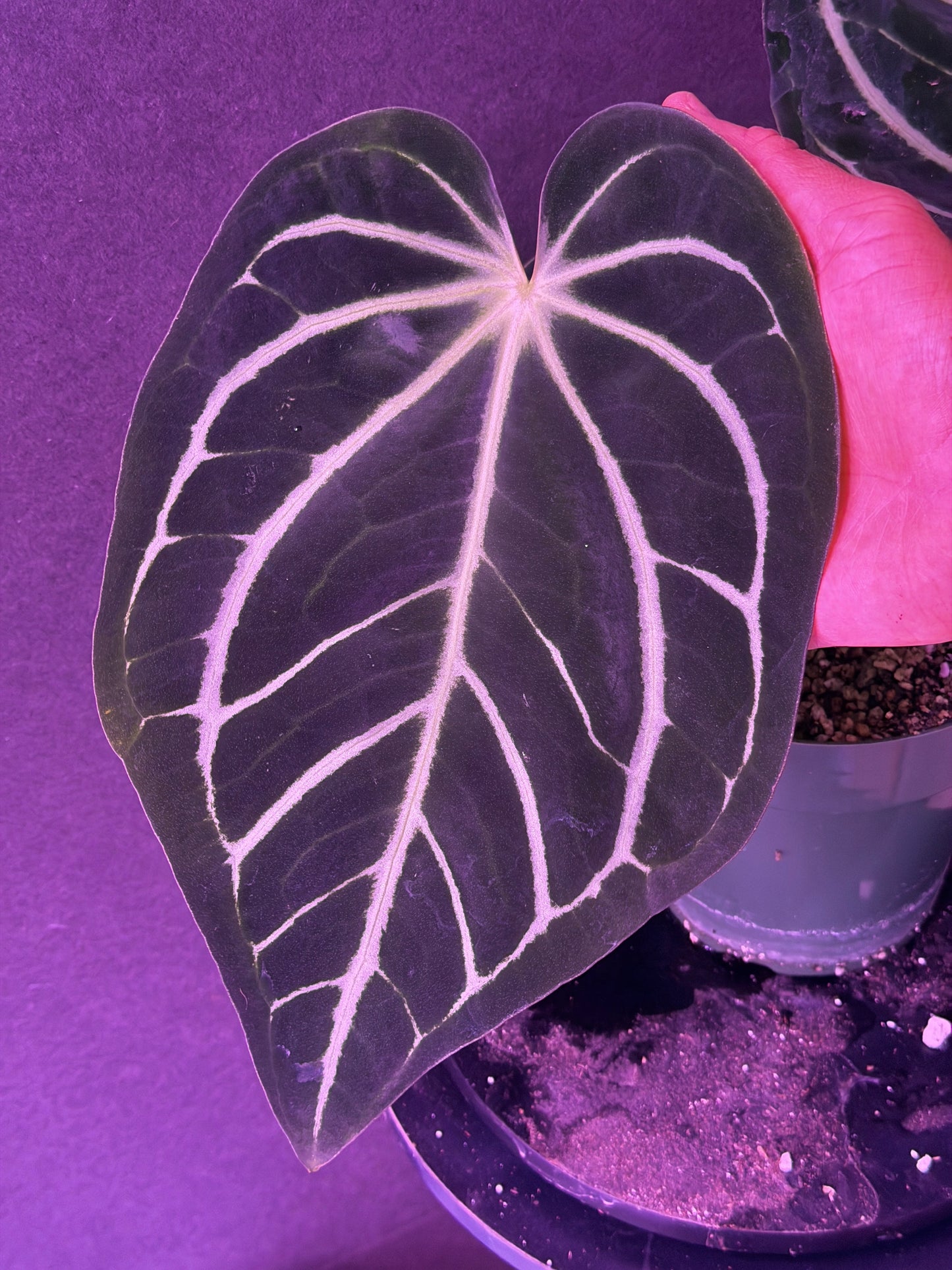 Anthurium carla PM1 x PM6 white tag