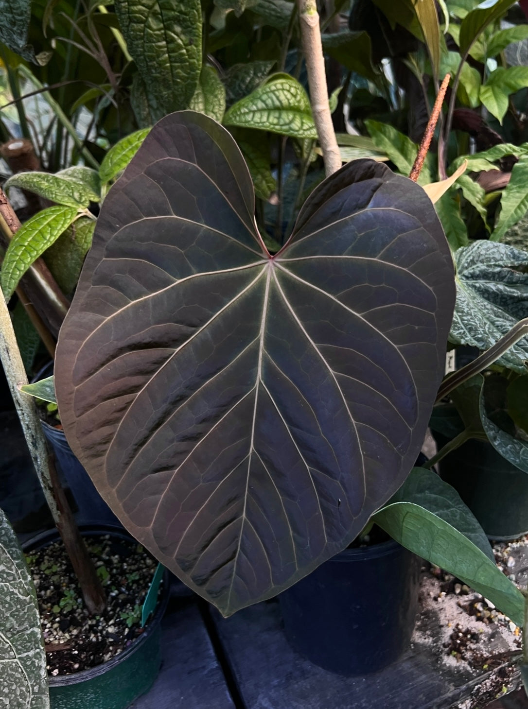 Anthurium Ace (greenish) x kunayalense 'Yard' "Dark Clone"