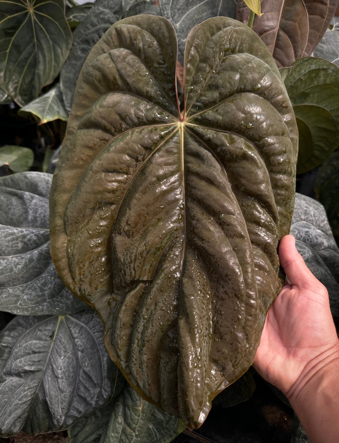 Anthurium antolakii (BVEP) "Swamp Raisin" x debile