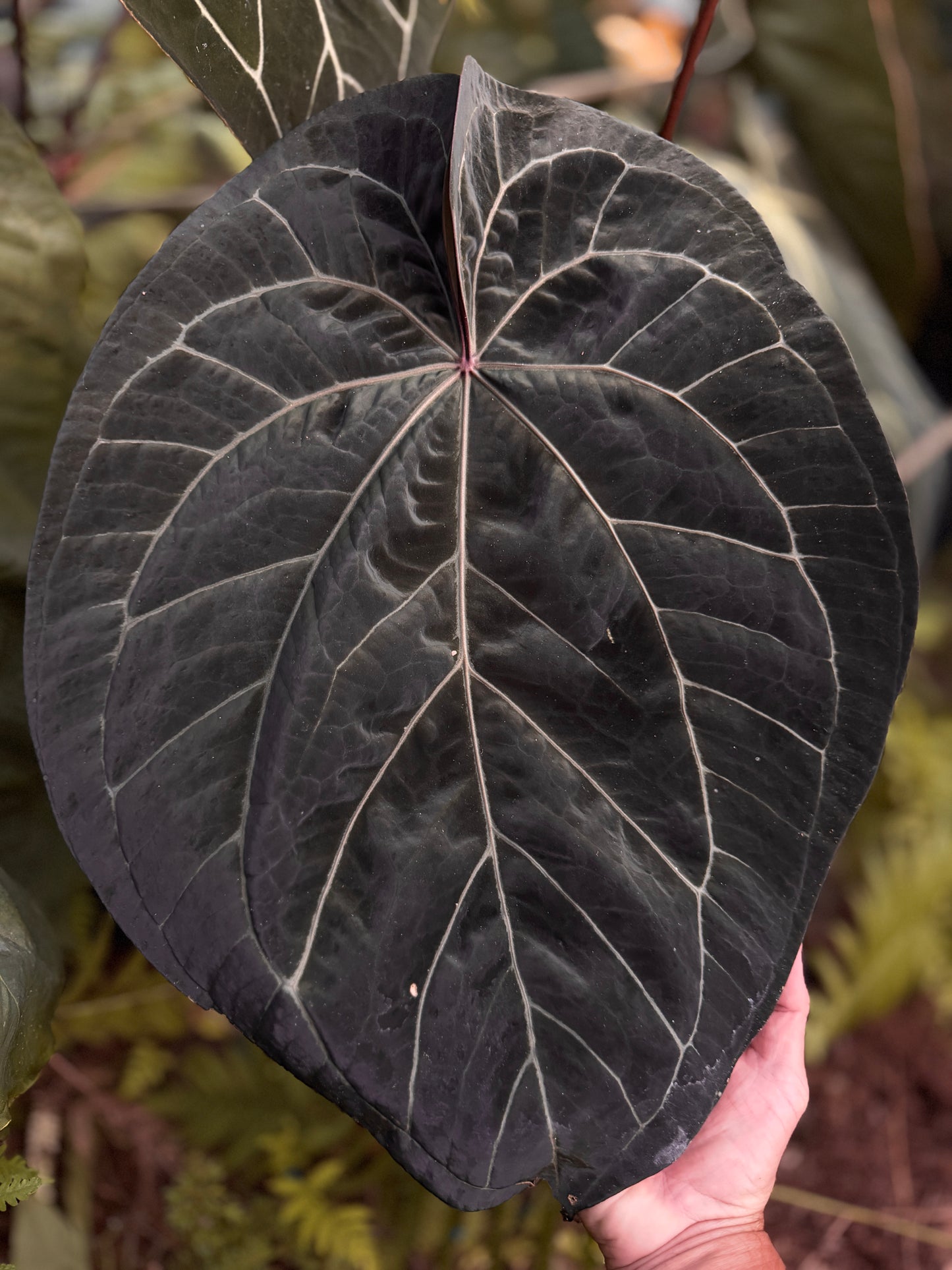 Anthurium (Ace x Stripey Mag x carla) "Big Boy" x (Big Black Block x Ace)