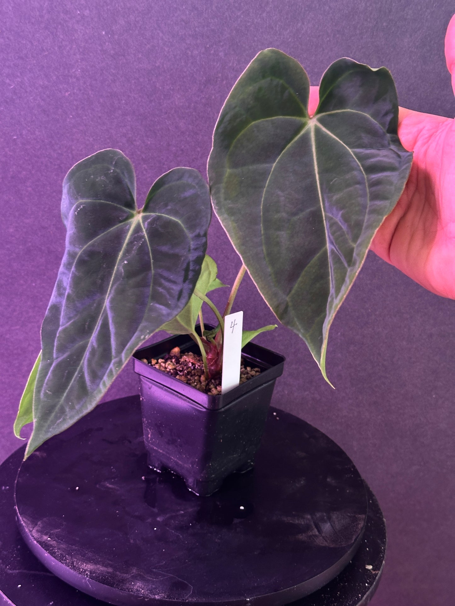 Anthurium (Stripey Mag x carla) #1 x ((Stripey Mag x carla) x debile)