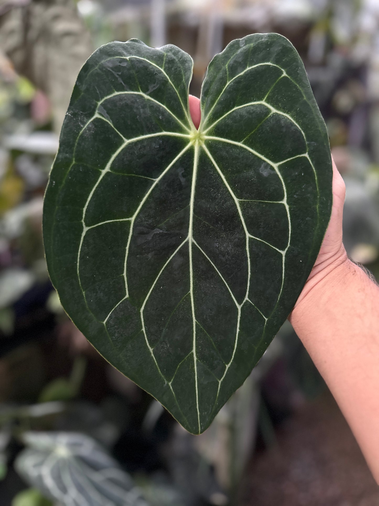 Anthurium (Stripey Mag x carla) x crystal "Chocolatee". (Leafless 3)