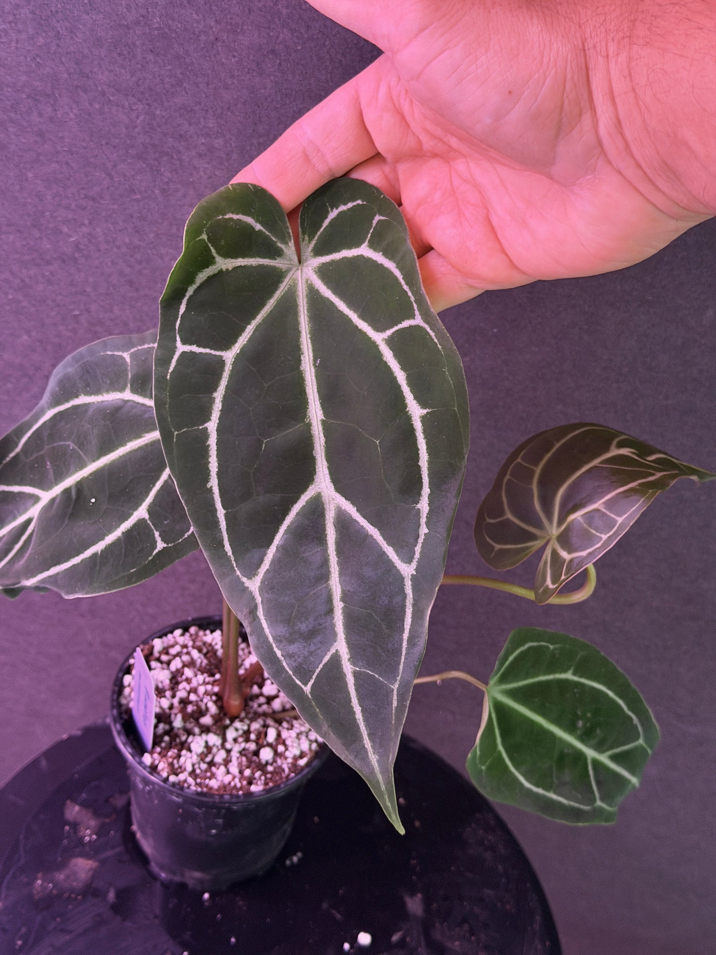 Anthurium FTG Crystal (S1) x (Stripey Mag x self)#2